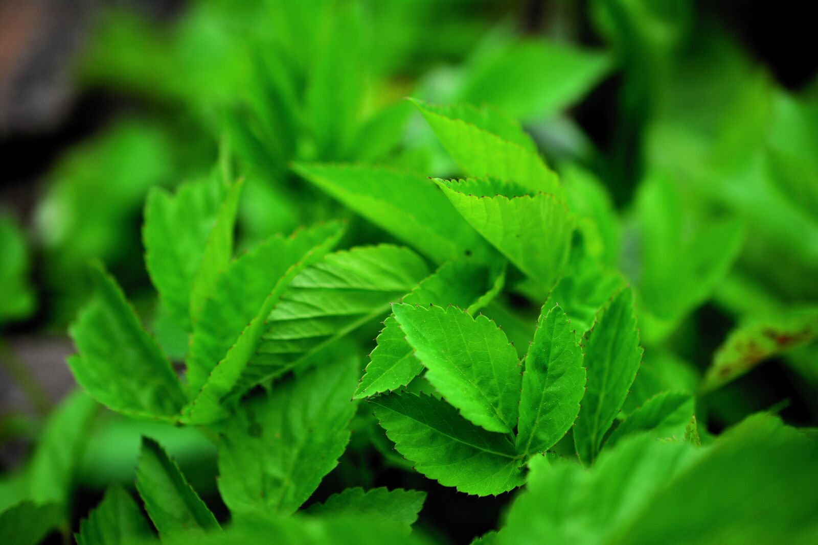 Nikon D5200 sample photo. Giersch, garden herbs, medicinal photography