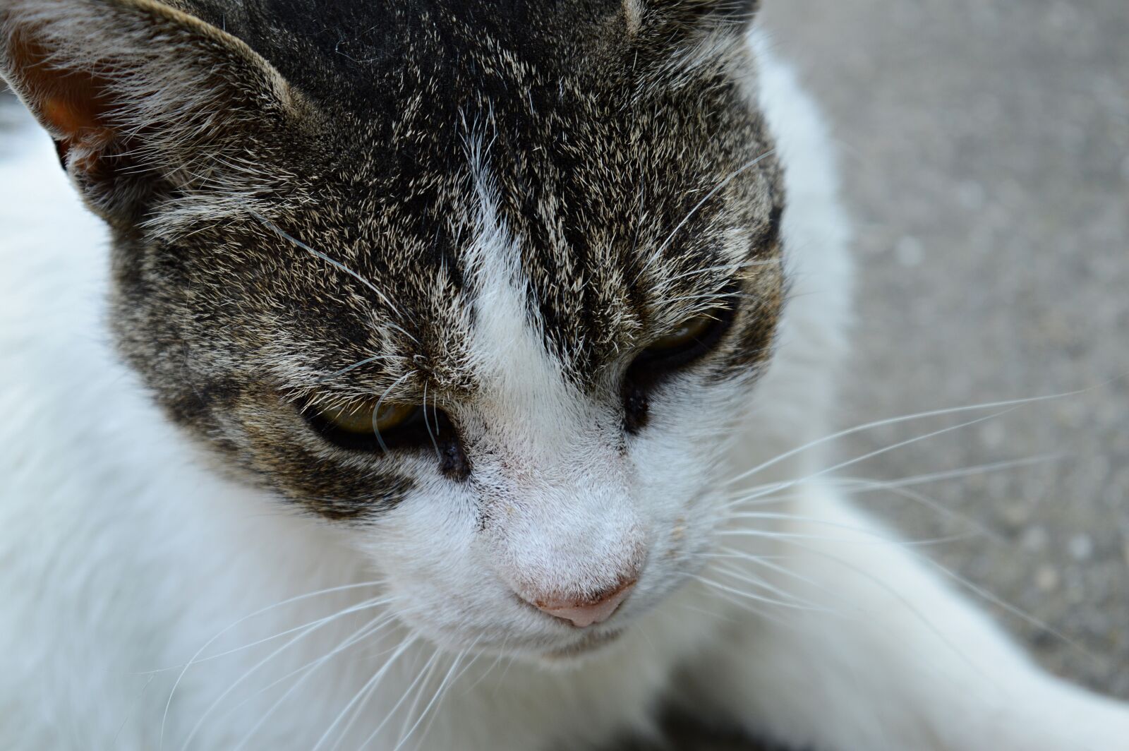 Nikon D3200 sample photo. Cat, kitten, domestic cat photography