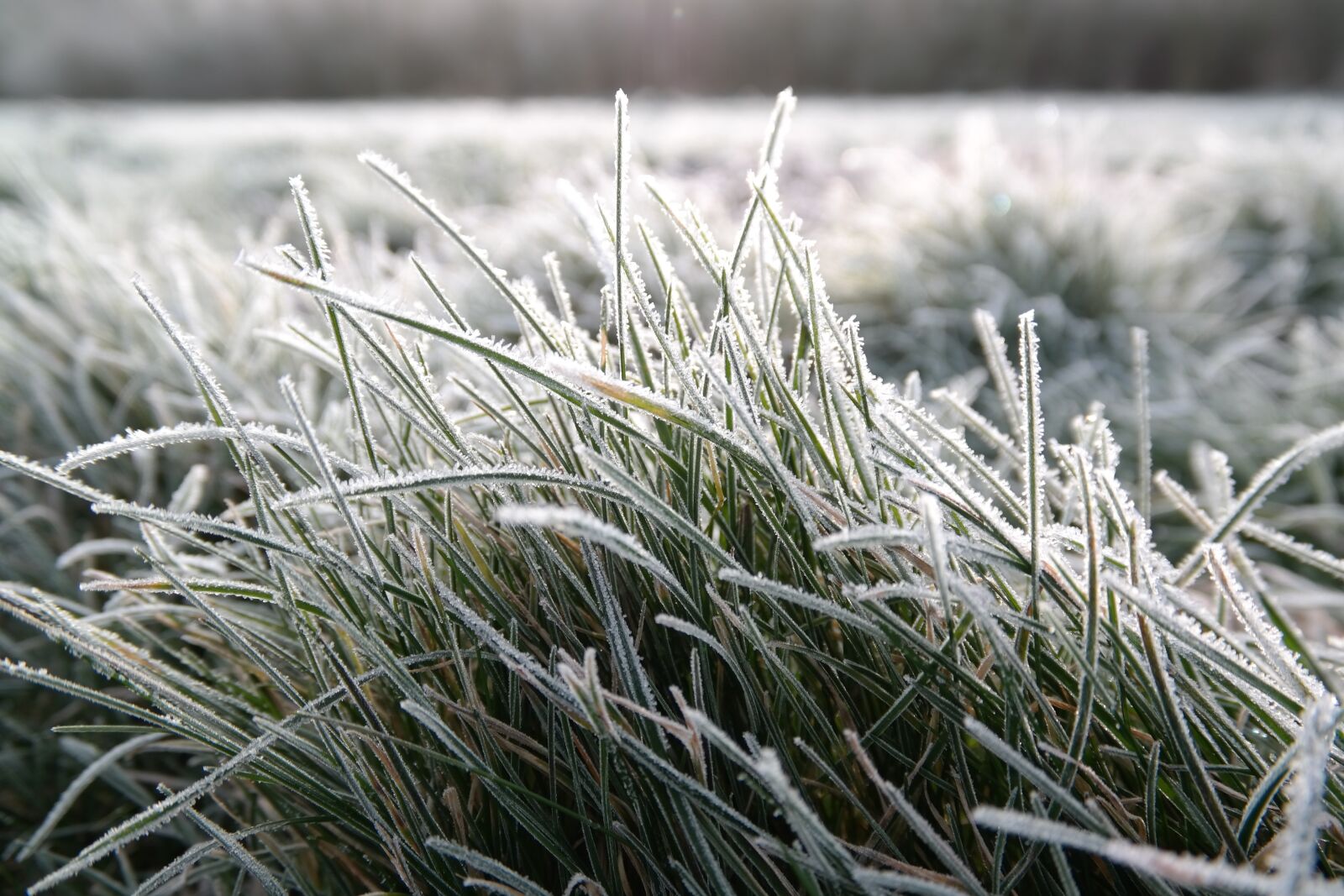 Samsung NX300 sample photo. Winter, frost, hoarfrost photography