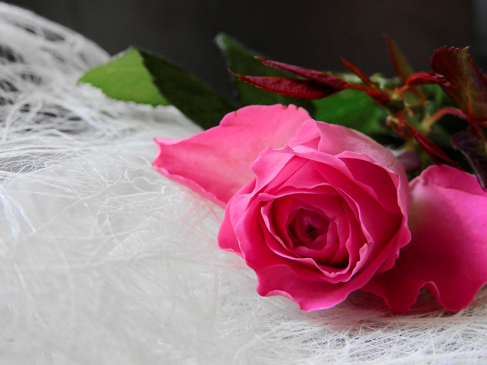 Nikon Coolpix P900 sample photo. Flower, rose, blossom photography