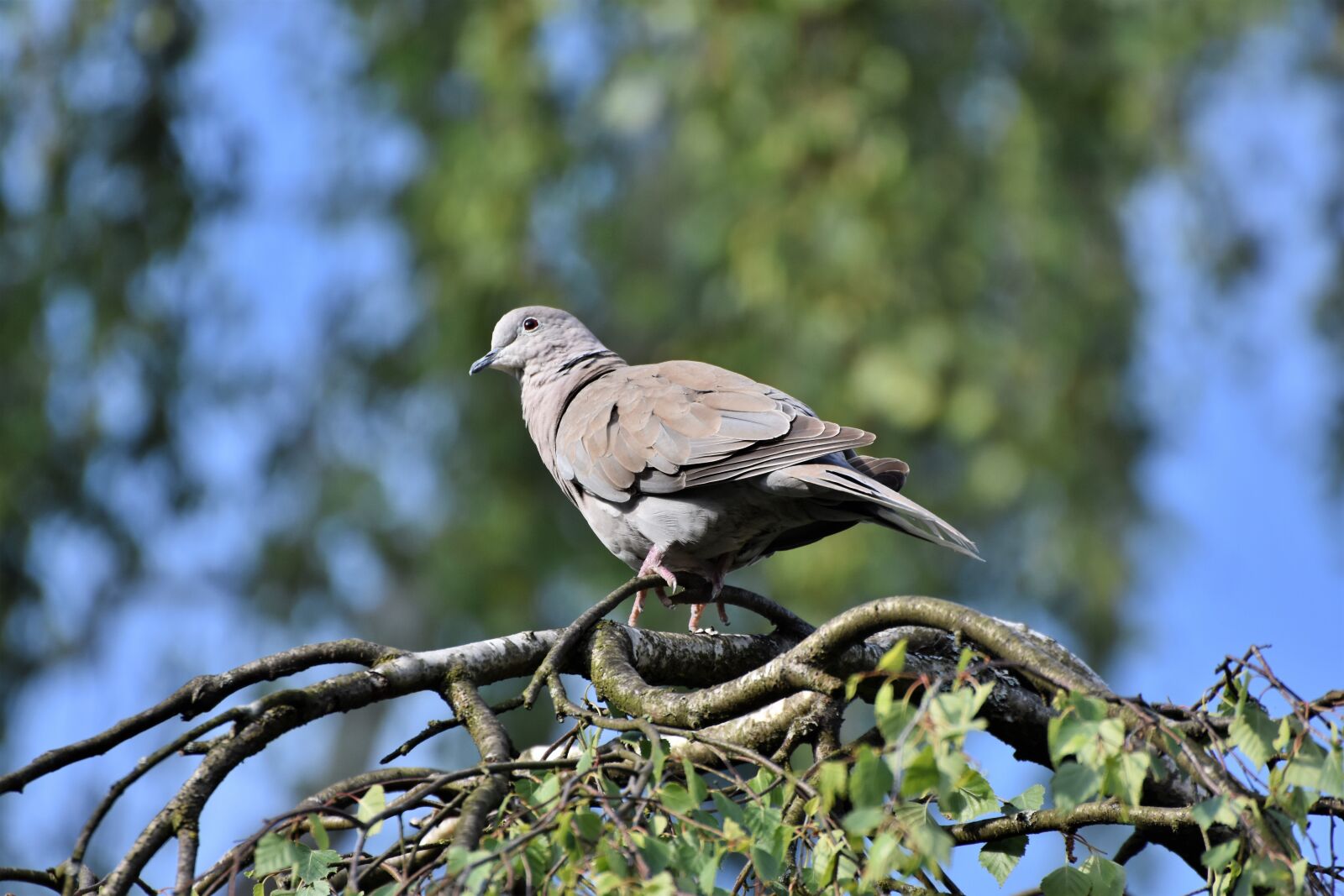 Nikon D7200 sample photo. Dove, collared, bird photography