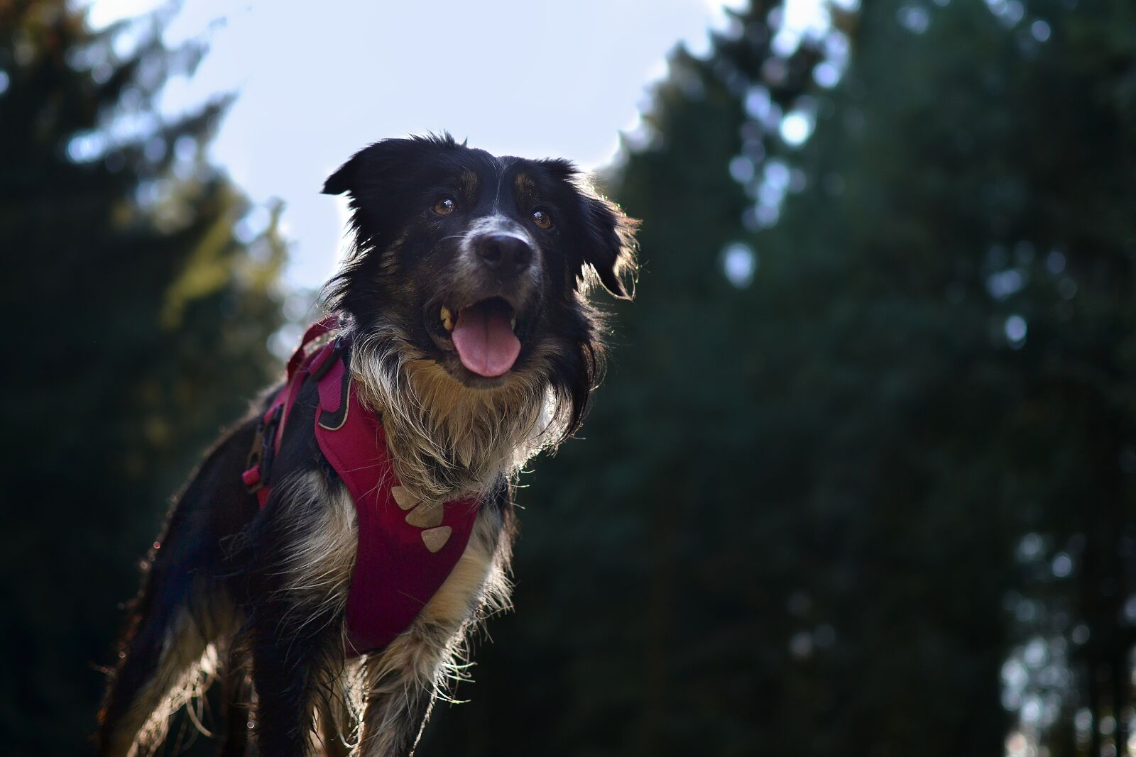 Nikon D3100 sample photo. Forest, puppy, border collie photography