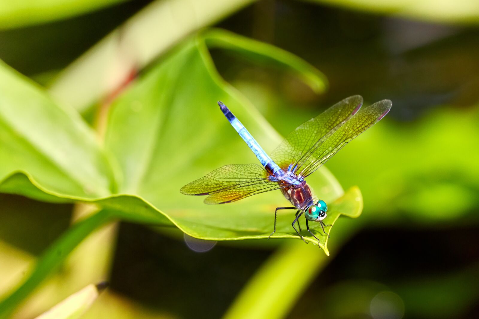 Canon EOS 5D Mark III sample photo. Dragonfly, dragon, fly photography