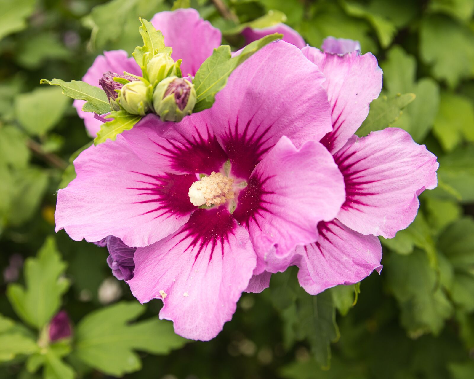 Canon EOS 80D sample photo. Hibiscus, blossom, bloom photography