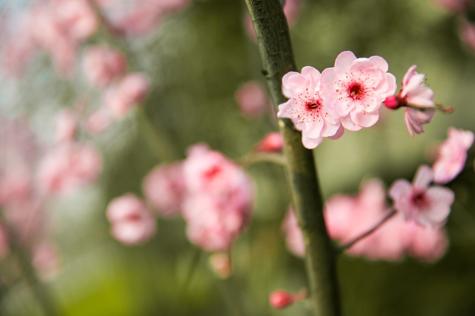 Canon EF 24-70mm F2.8L II USM sample photo. Peach blossom, spring, chongqing photography