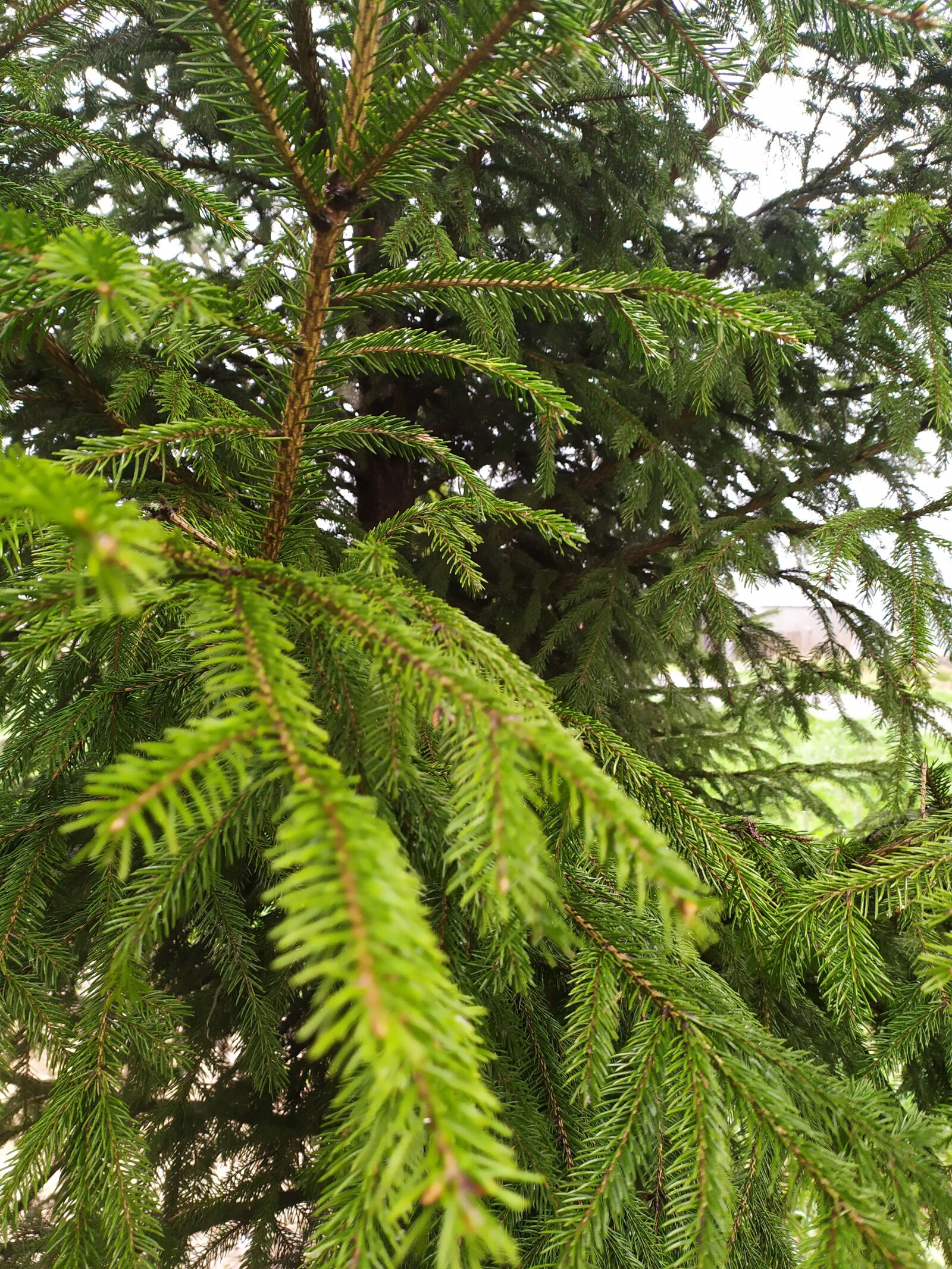 Xiaomi Redmi Note 7 sample photo. Spruce, forest, spring photography