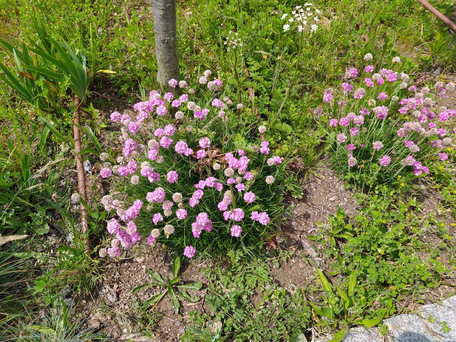 Xiaomi Redmi Note 8 sample photo. Flowers, nature, garden photography