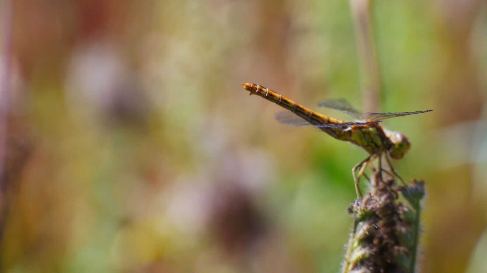 Panasonic Lumix DMC-G85 (Lumix DMC-G80) sample photo. Dragonfly, bug, nature photography