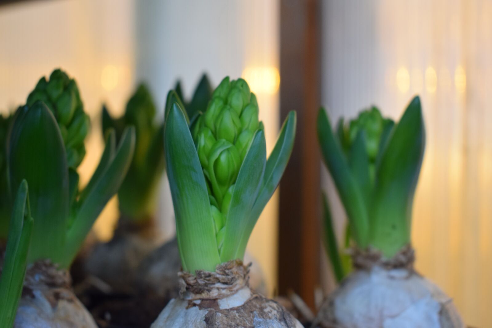 Nikon D3300 sample photo. Bulbs, christmas flowers, hyacinth photography