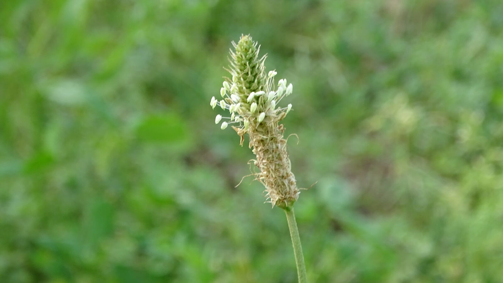 Sony Cyber-shot DSC-HX400V sample photo. Green, natural photography