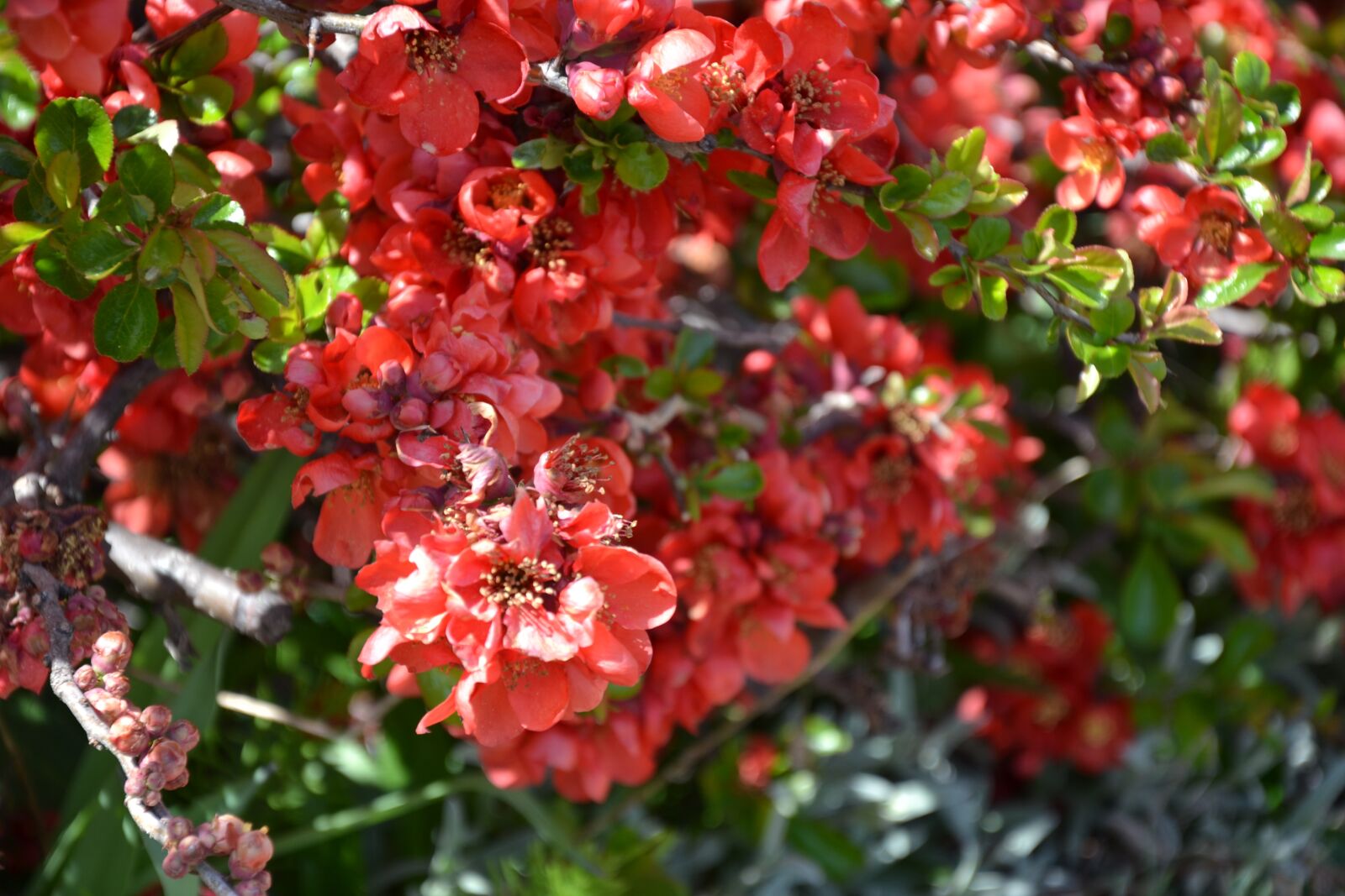 Nikon D3100 sample photo. Bush, red, flowers photography
