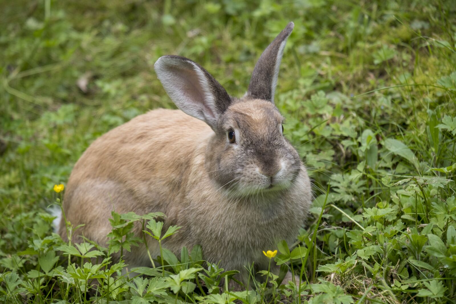 Fujifilm X-T2 + Fujifilm XF 55-200mm F3.5-4.8 R LM OIS sample photo. Hare, rabbit, long eared photography