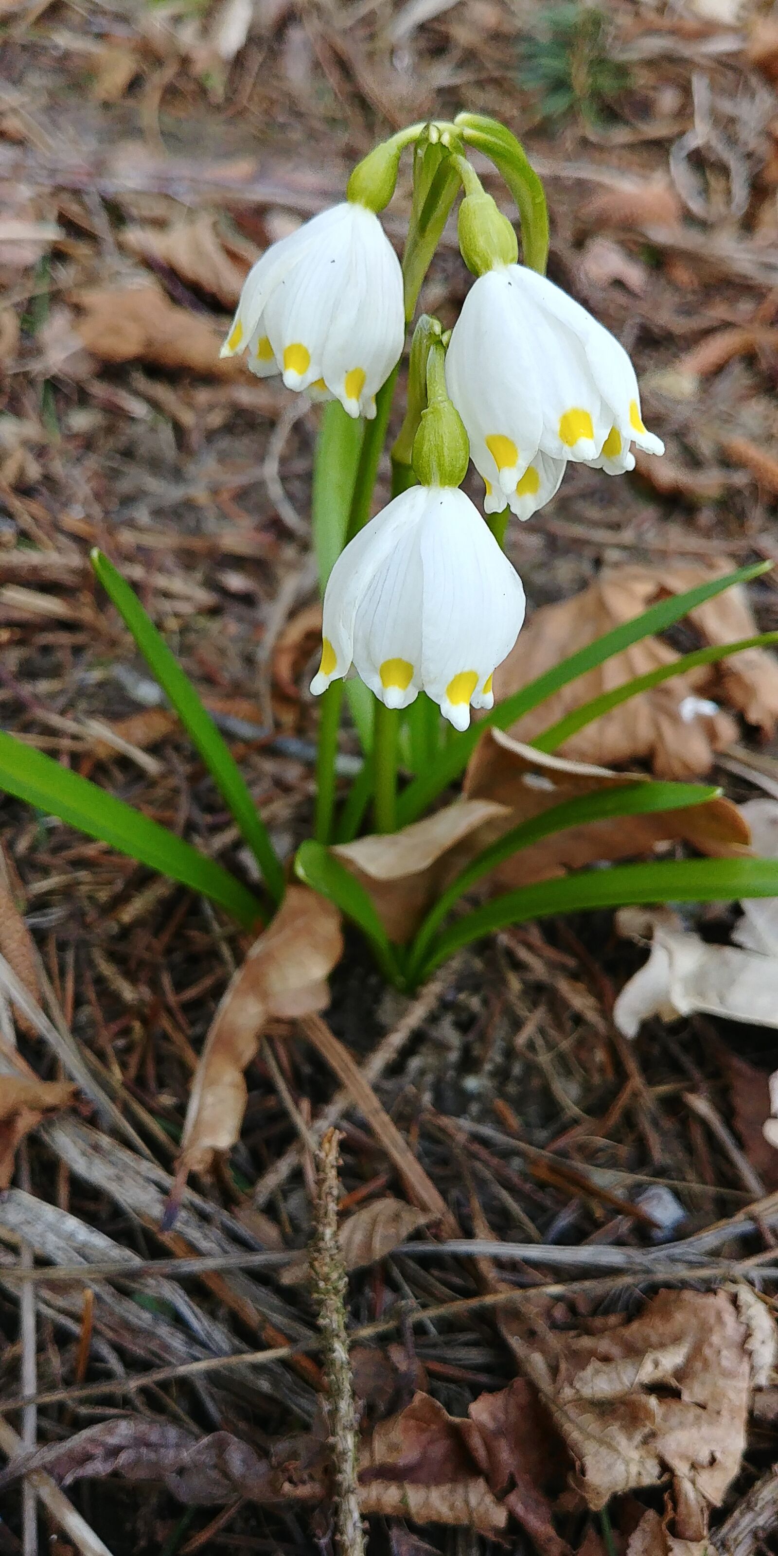 LG G6 sample photo. Snowflake, harbinger of spring photography