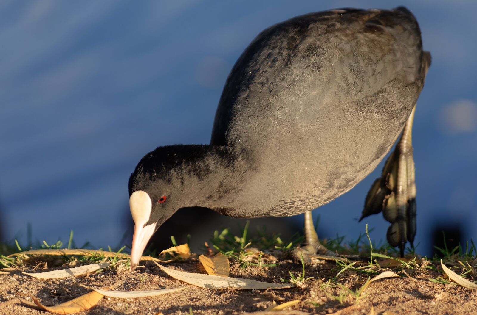 Nikon D5100 sample photo. Bird, coot, almost photography
