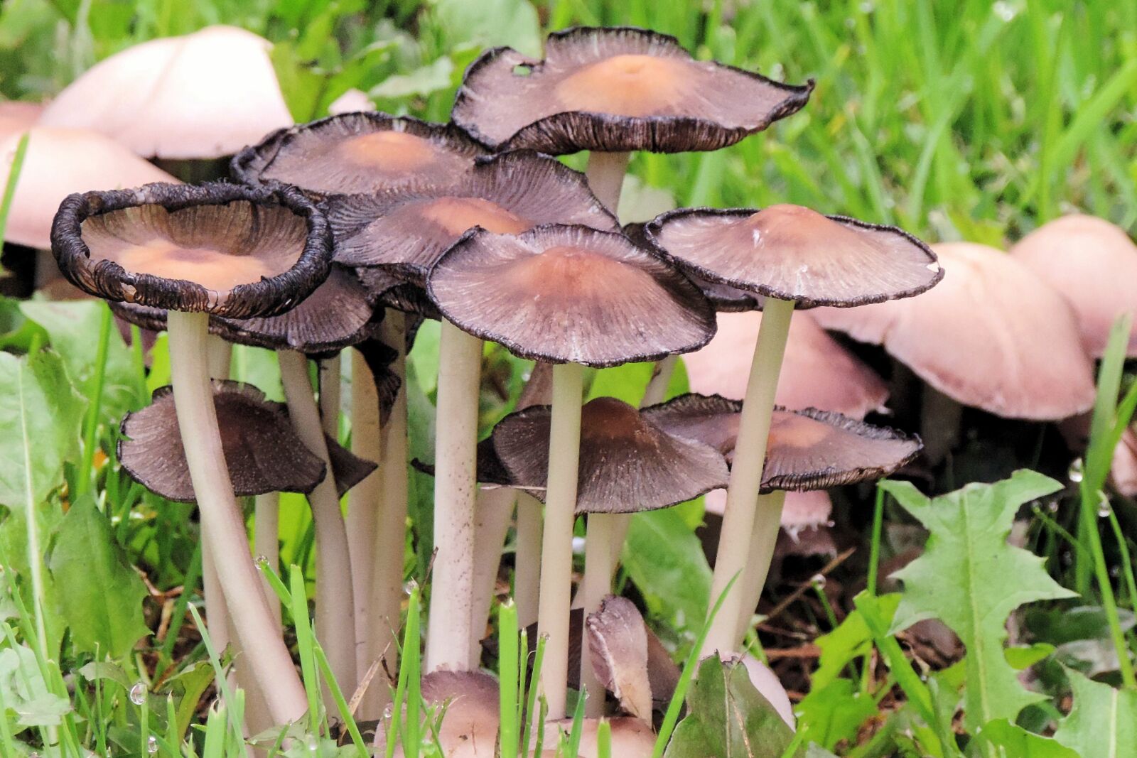 Nikon Coolpix P520 sample photo. Mushrooms, forest, autumn photography