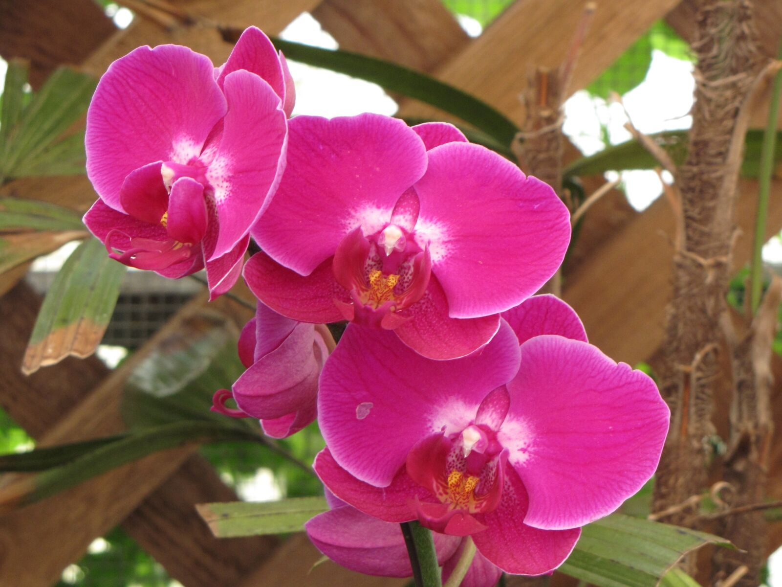 Canon PowerShot SX10 IS sample photo. Flower garden, flower, leaf photography