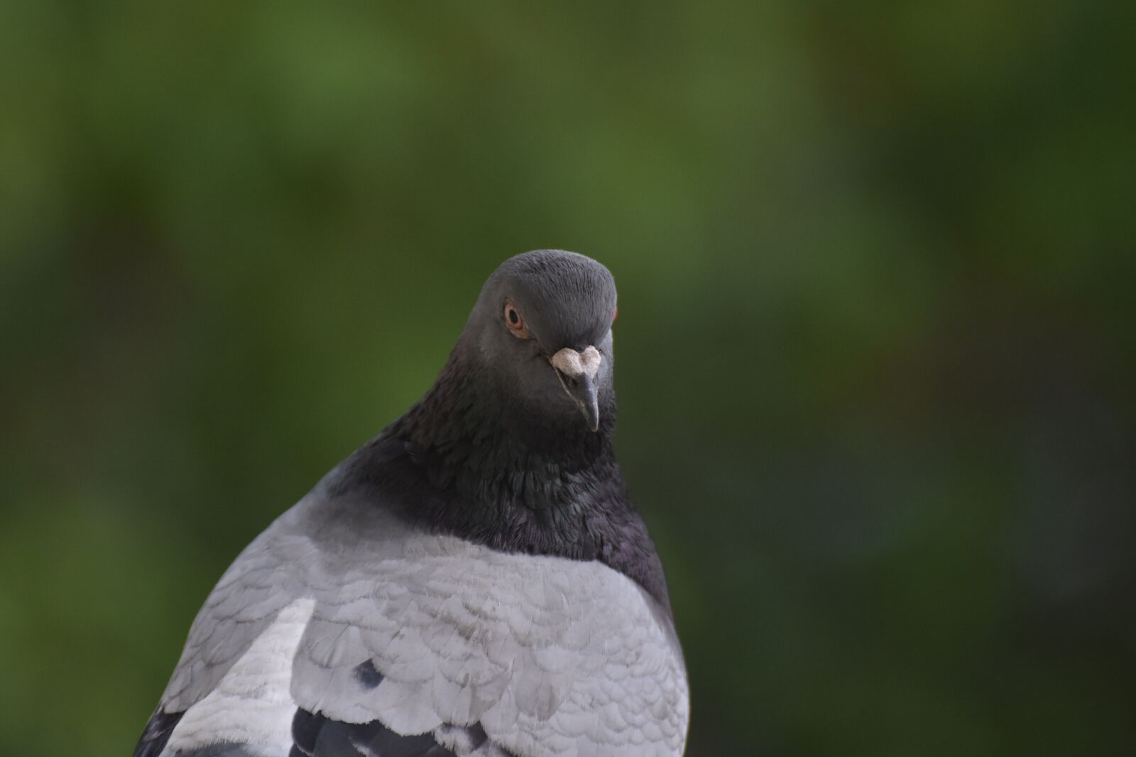 Nikon D7200 sample photo. Dove, bird, nature photography