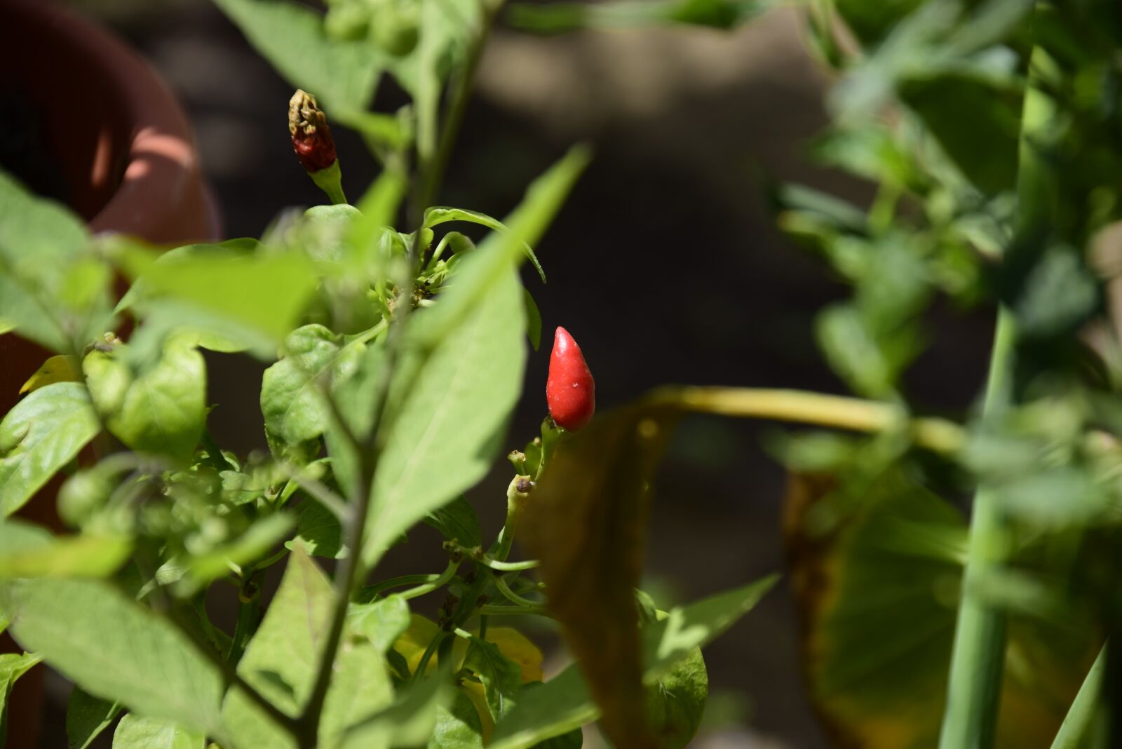 Nikon D5300 sample photo. Chilli, leaf, green photography
