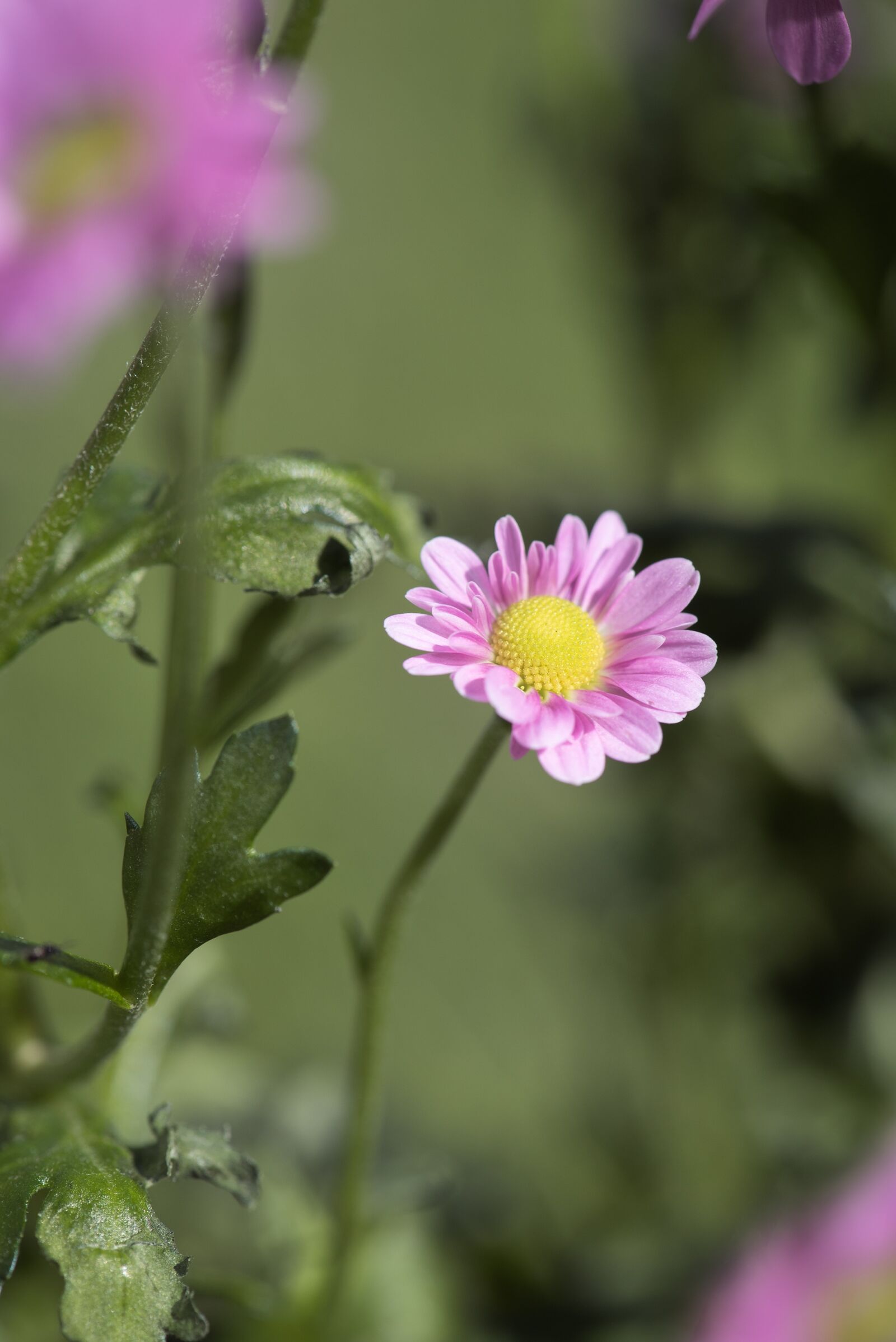 Nikon D750 sample photo. Flower, pink, pink flower photography