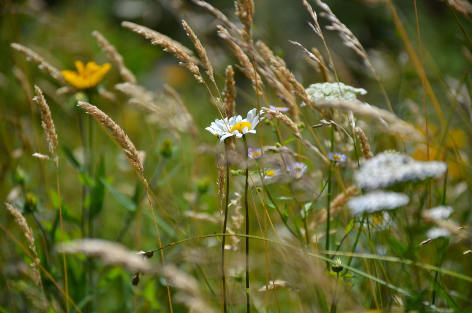 Nikon D7000 sample photo. Landscape, mountain, kodaikanal photography