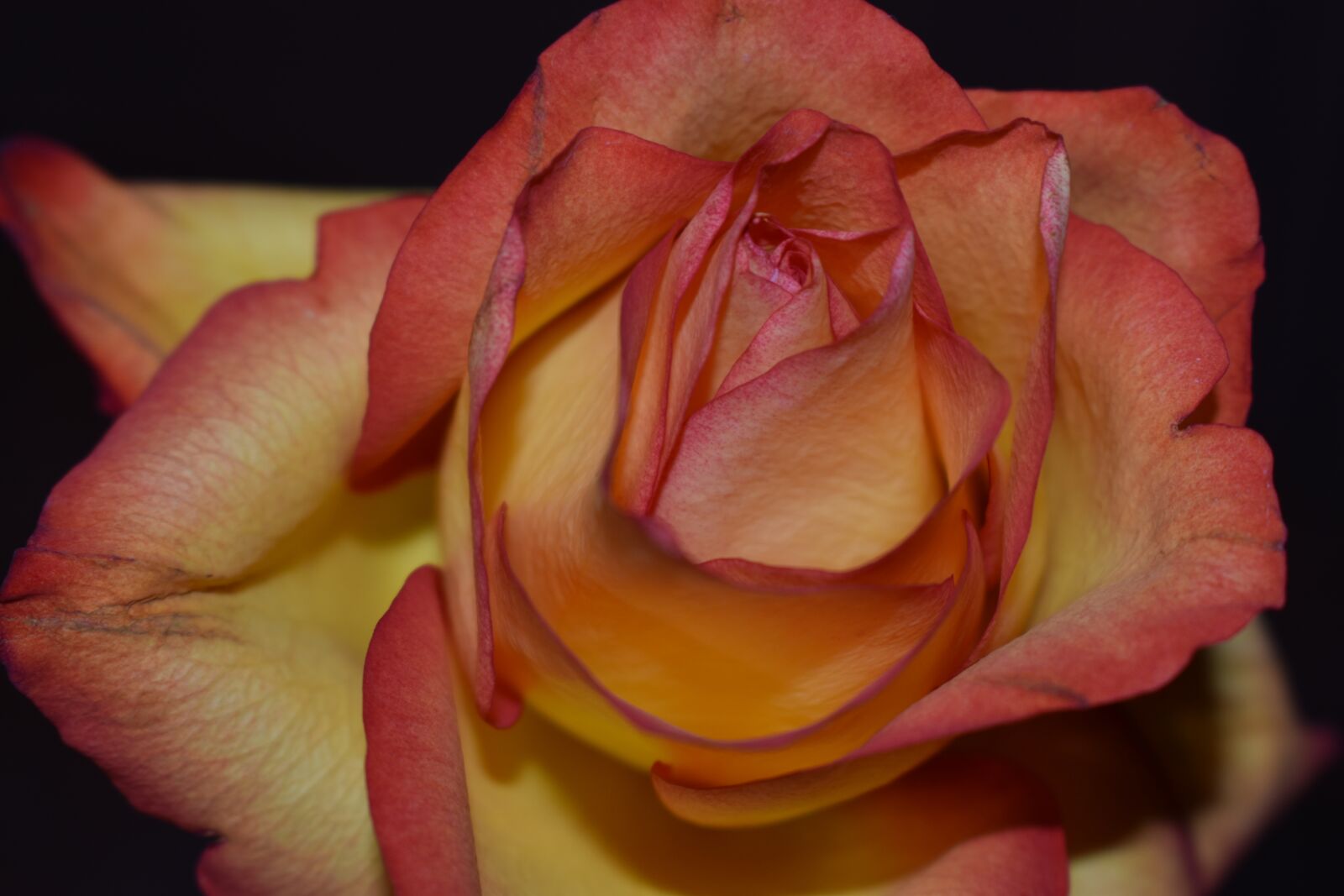 Nikon D3500 sample photo. Rose, flowers, petal photography