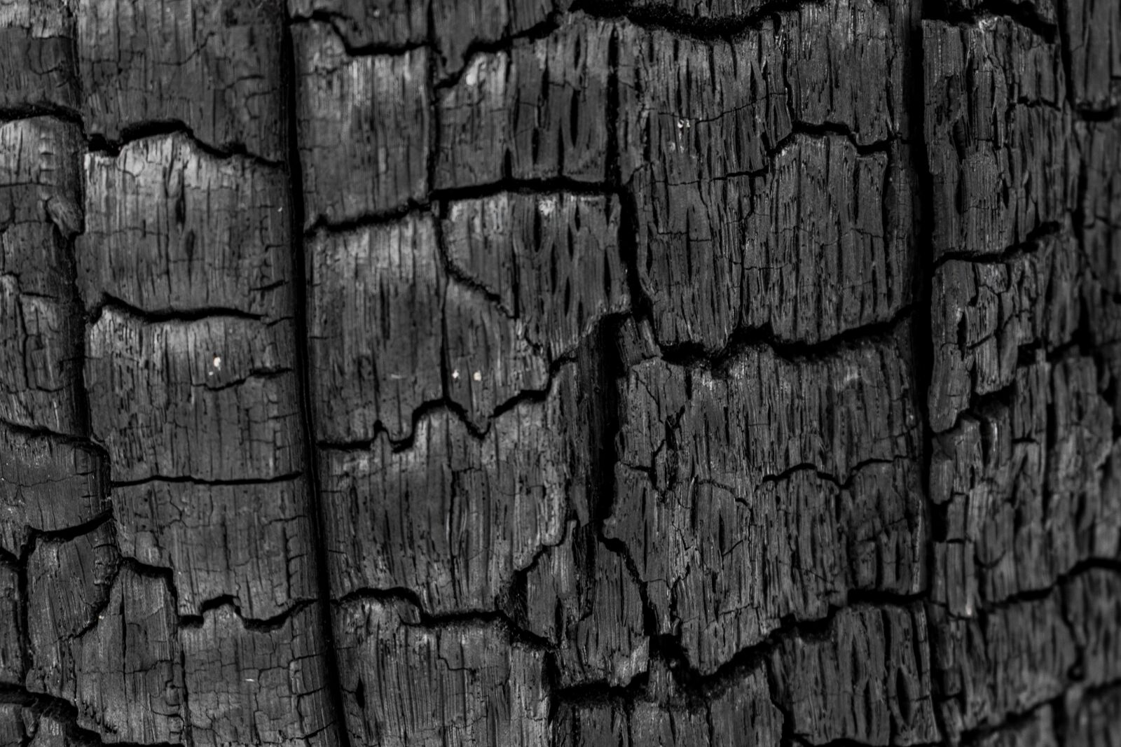 Nikon D5300 sample photo. Coal, charred tree, pore photography