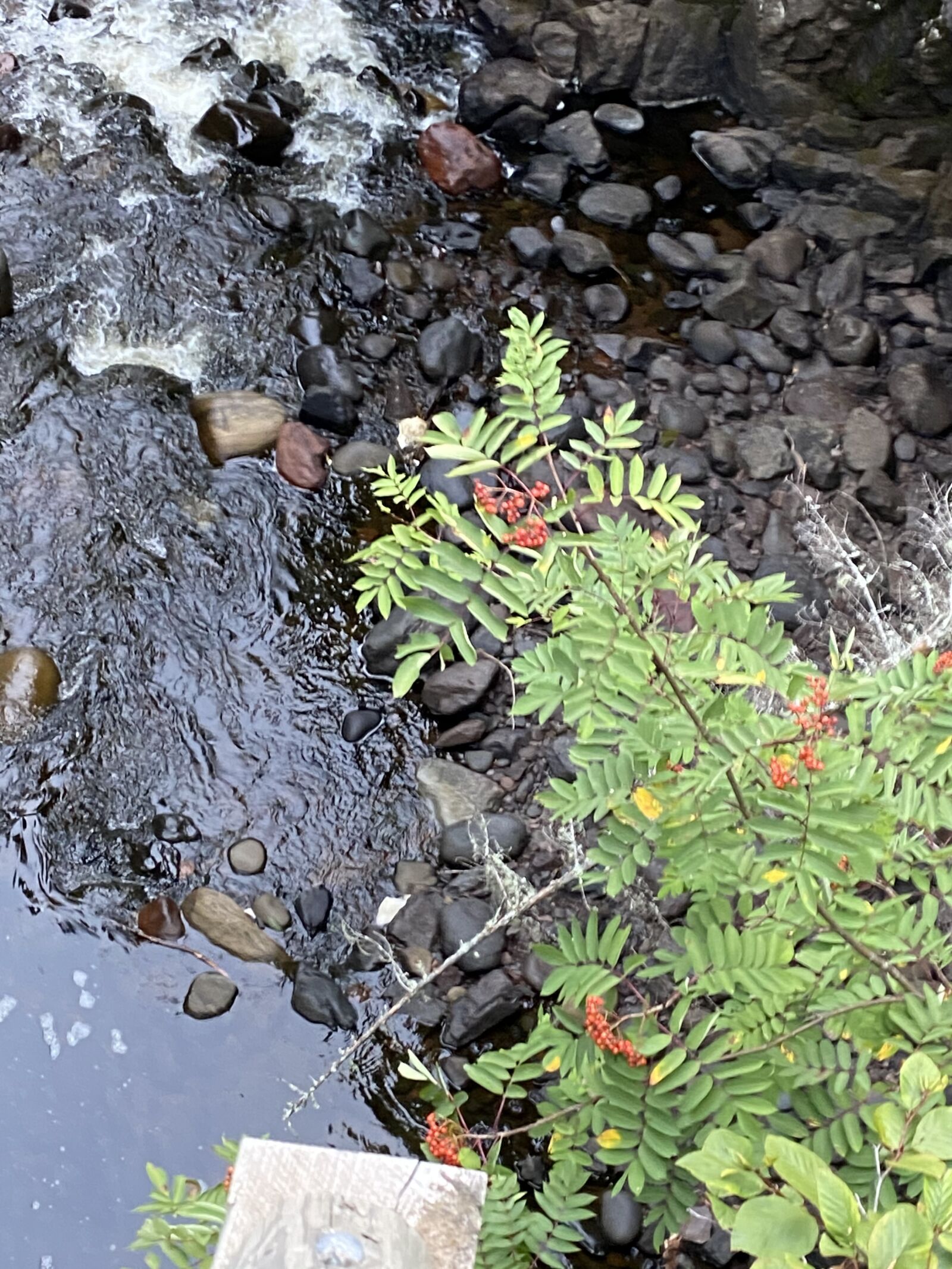 Apple iPhone 11 sample photo. Shore, foliage, nature photography