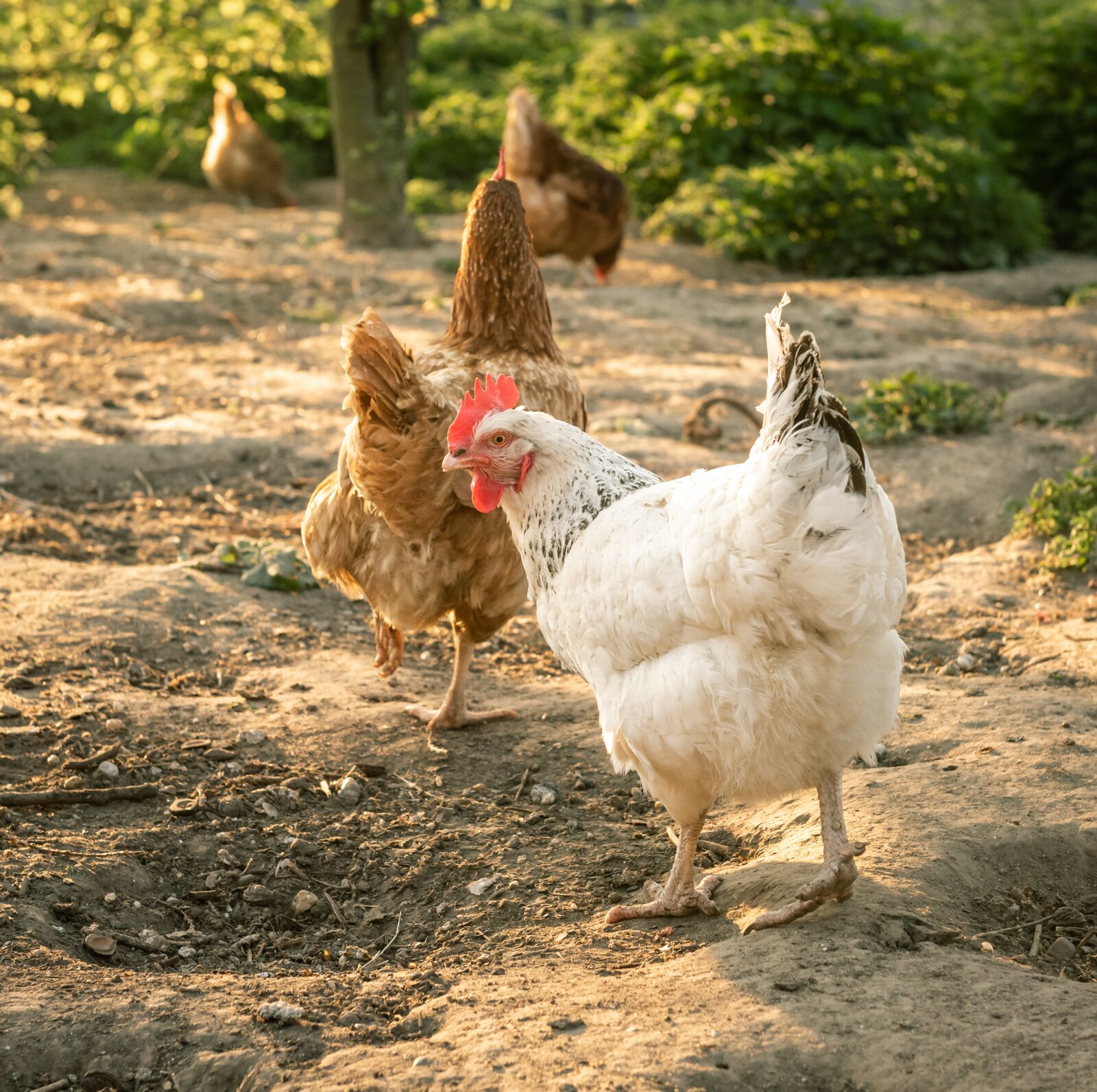 Nikon D750 sample photo. Chickens, spout, poultry photography