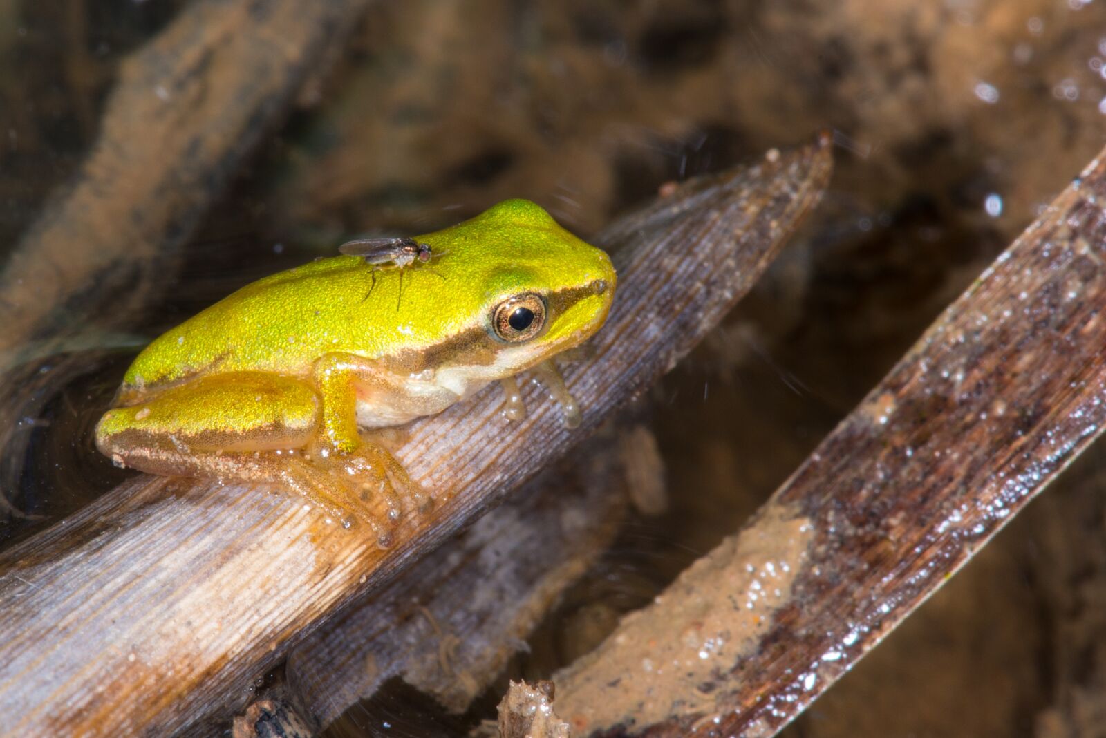 Nikon D800 sample photo. Tree frog, fly, water photography