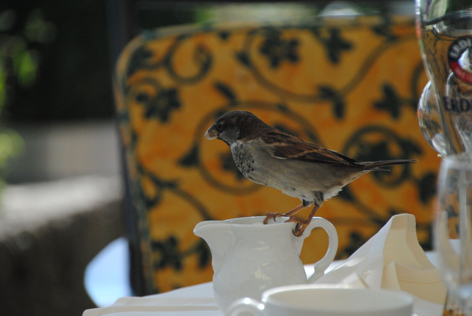 Nikon D3000 sample photo. Bird, the cheeky sparrow photography