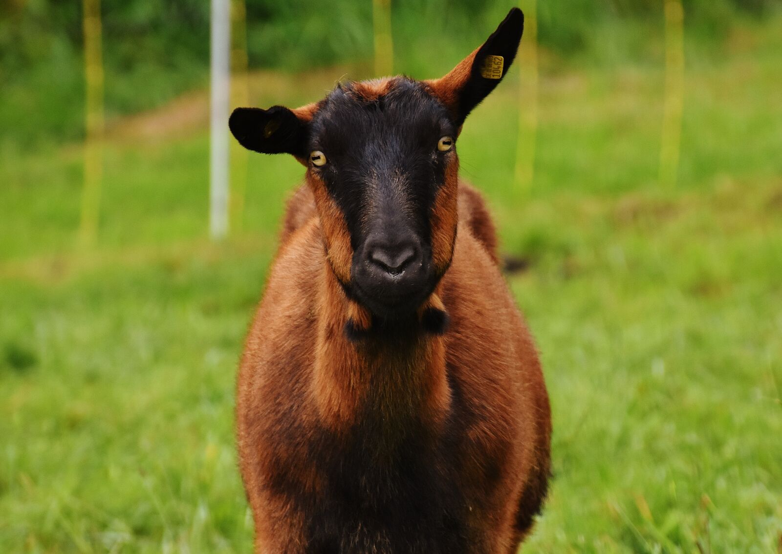 Nikon D7200 sample photo. Goat, animal, meadow photography