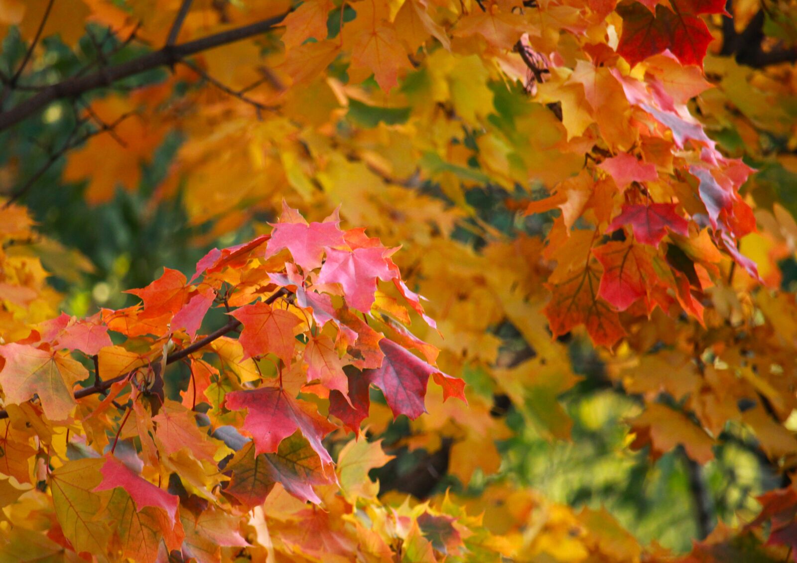 Canon EOS 1200D (EOS Rebel T5 / EOS Kiss X70 / EOS Hi) sample photo. Maple, park, autumn photography