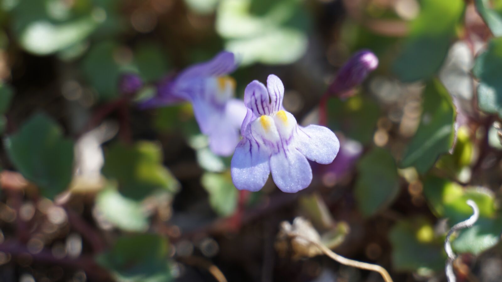 Sony a6300 sample photo. Flower, nature, lavender photography