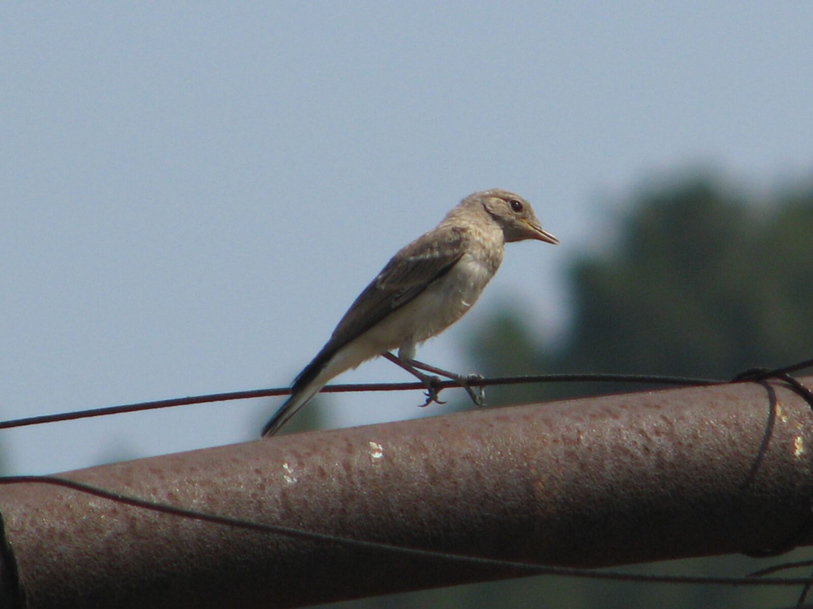 Canon POWERSHOT S5 IS sample photo. Flytrap, birdie, forest photography