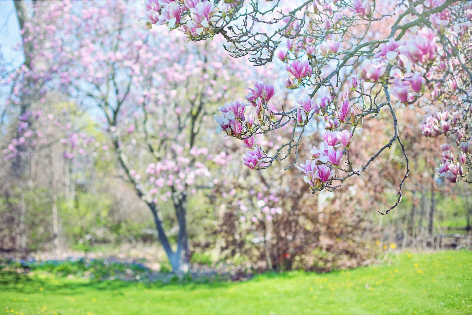 Canon EF 50mm F1.4 USM sample photo. Magnolias, pink, background photography