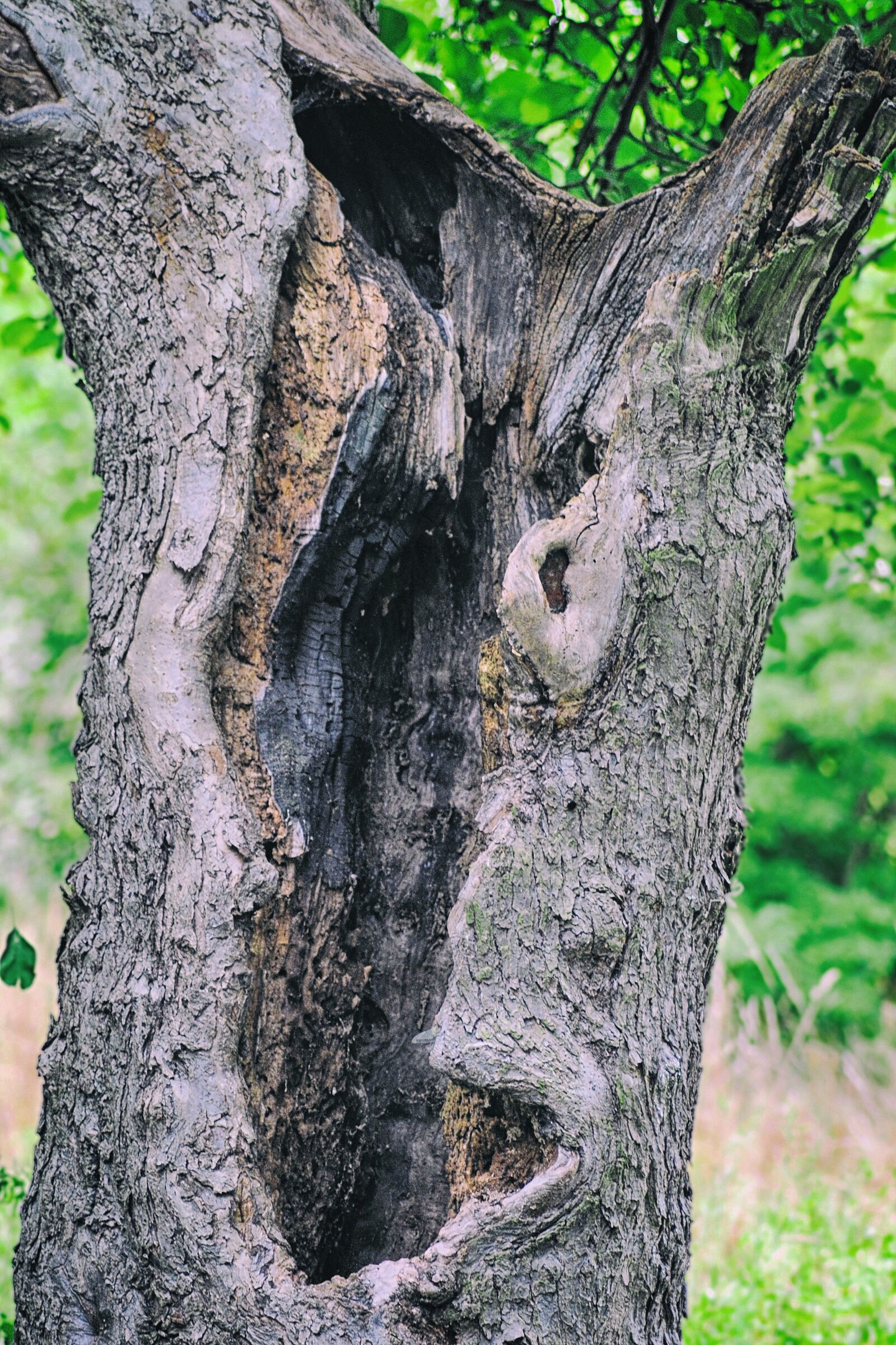 Nikon D3000 sample photo. Log, tribe, morsch photography
