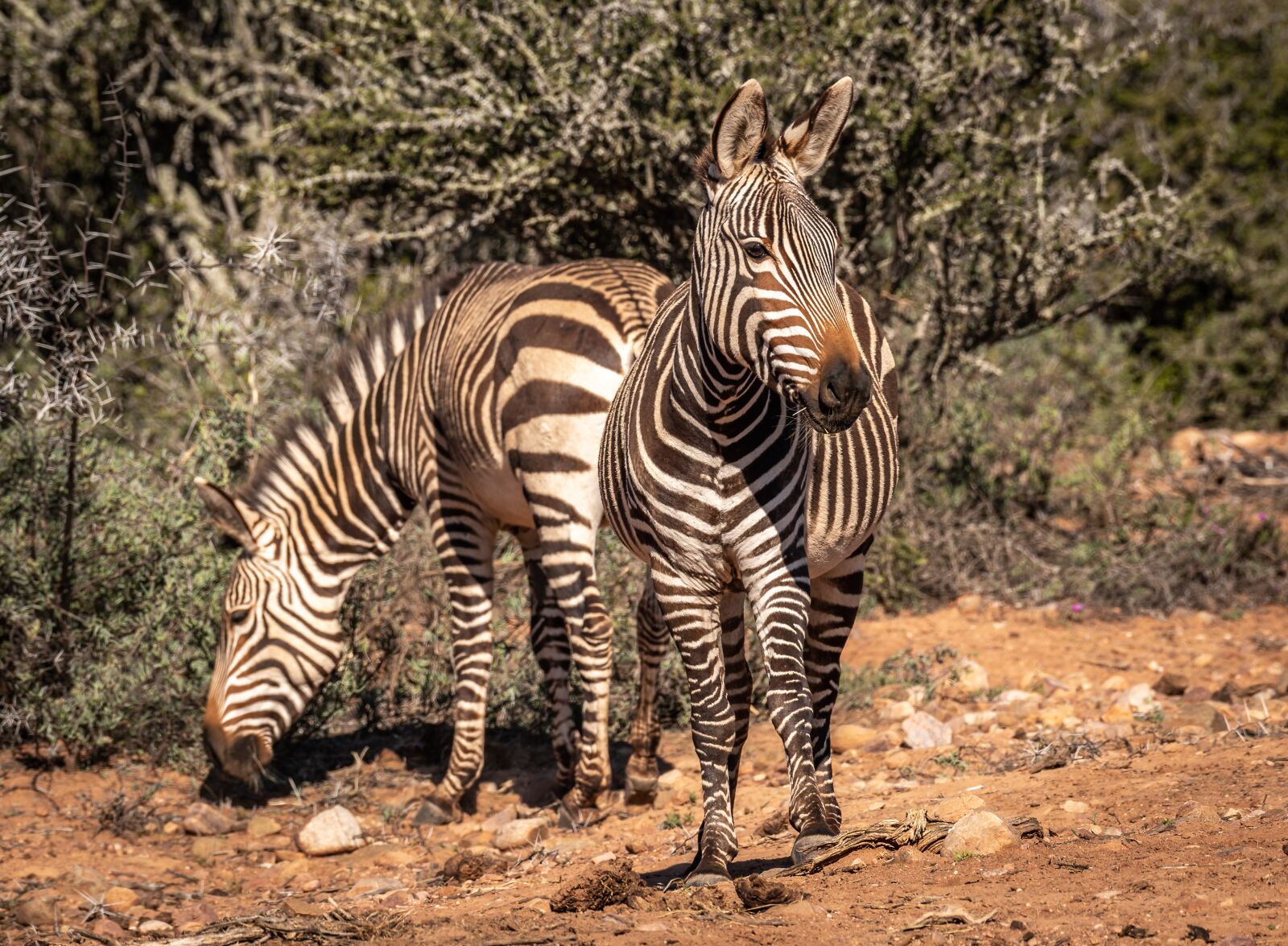 Nikon D750 sample photo. Africa, zebras, animal world photography