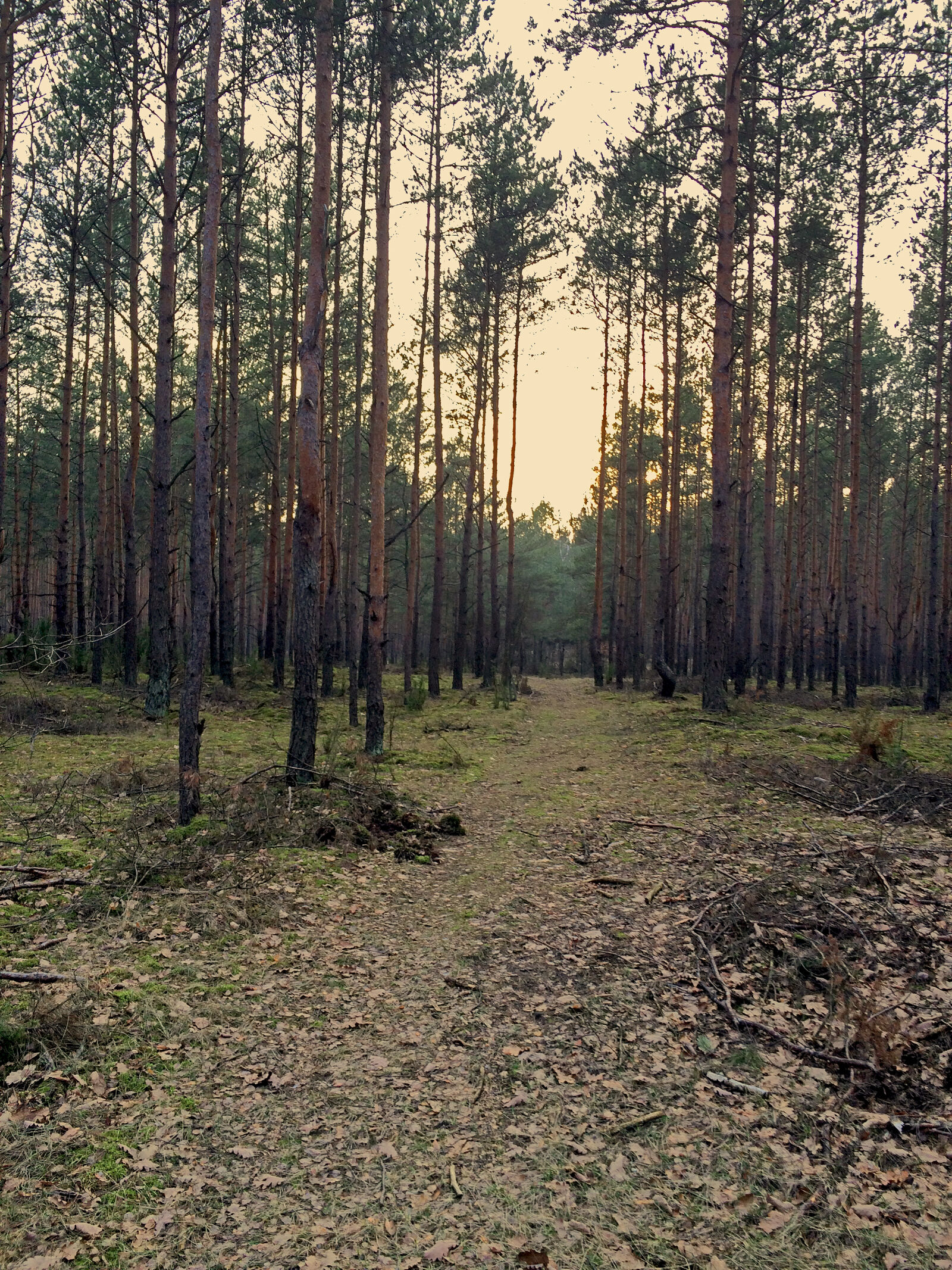 iPhone 5s back camera 4.15mm f/2.2 sample photo. Forest, kampinos, nature, sun photography