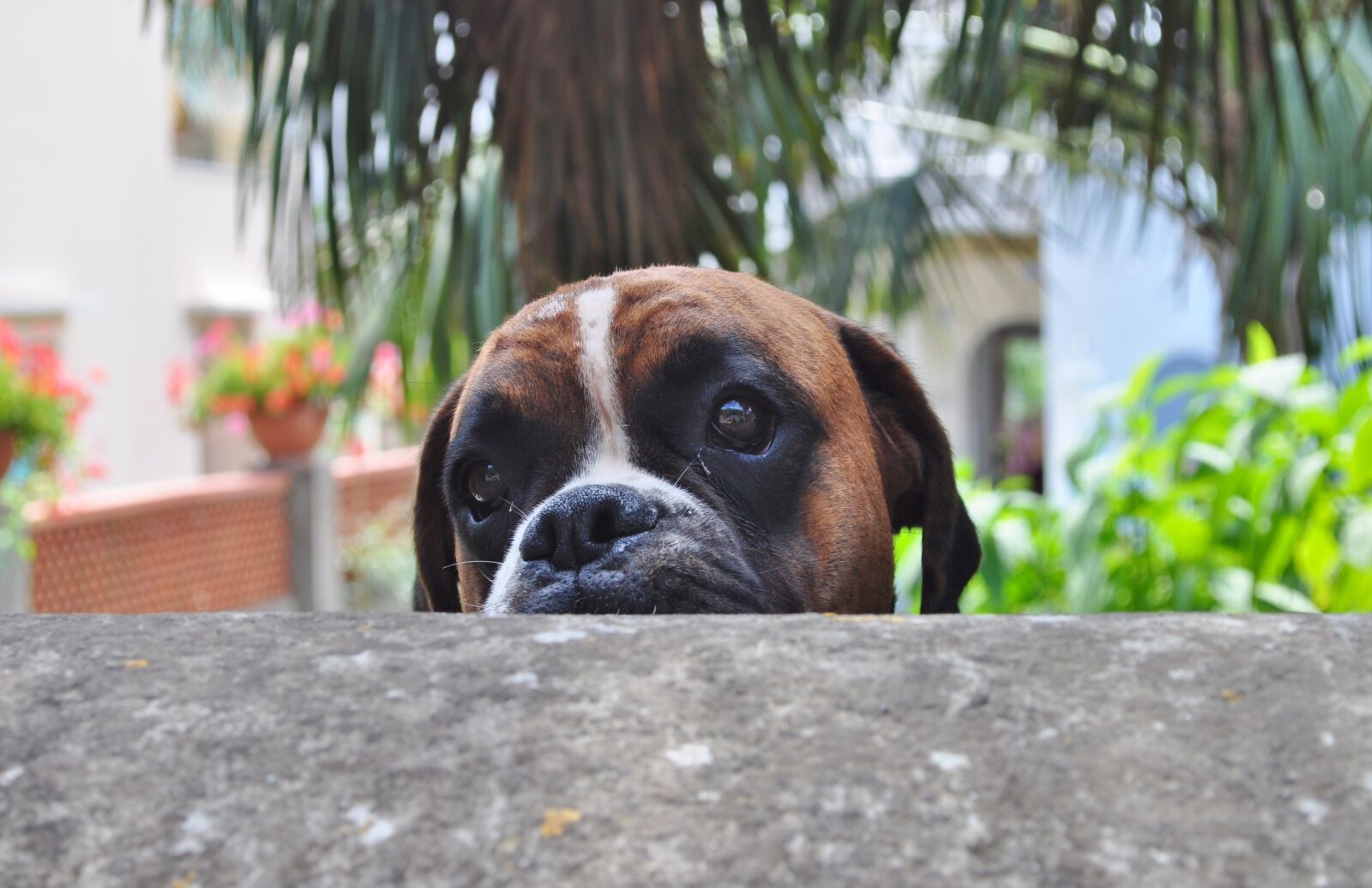 Nikon D5000 sample photo. Dog, nature, animals photography
