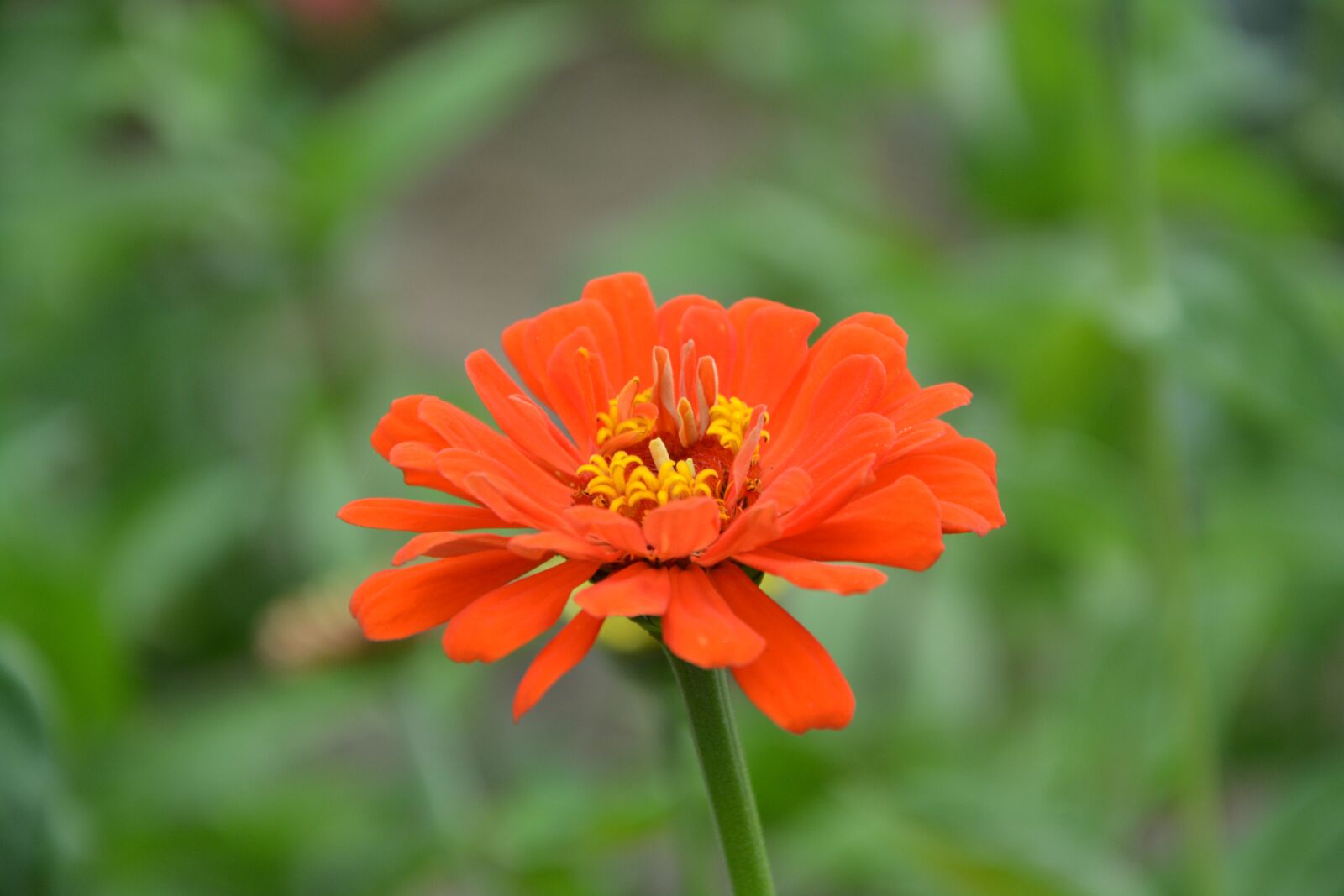 Nikon D5200 sample photo. Flower, petals orange, garden photography