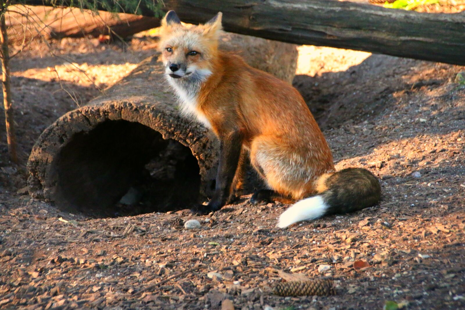 Canon EOS 70D sample photo. Fox, red, hair photography