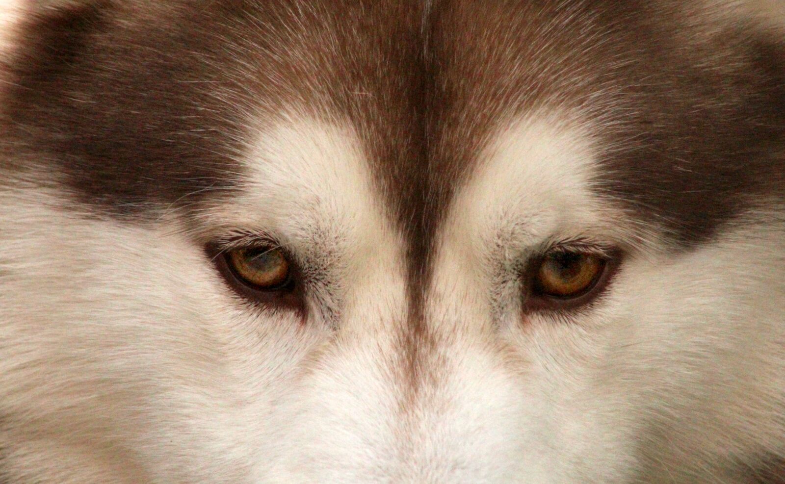 Canon EOS 4000D (EOS Rebel T100 / EOS 3000D) sample photo. Dog, dog eye, pet photography