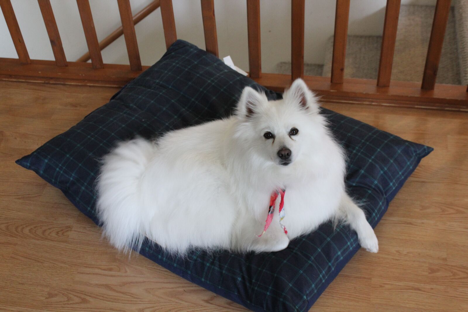 Canon EOS 1300D (EOS Rebel T6 / EOS Kiss X80) sample photo. Eskimo, dog, spitz photography