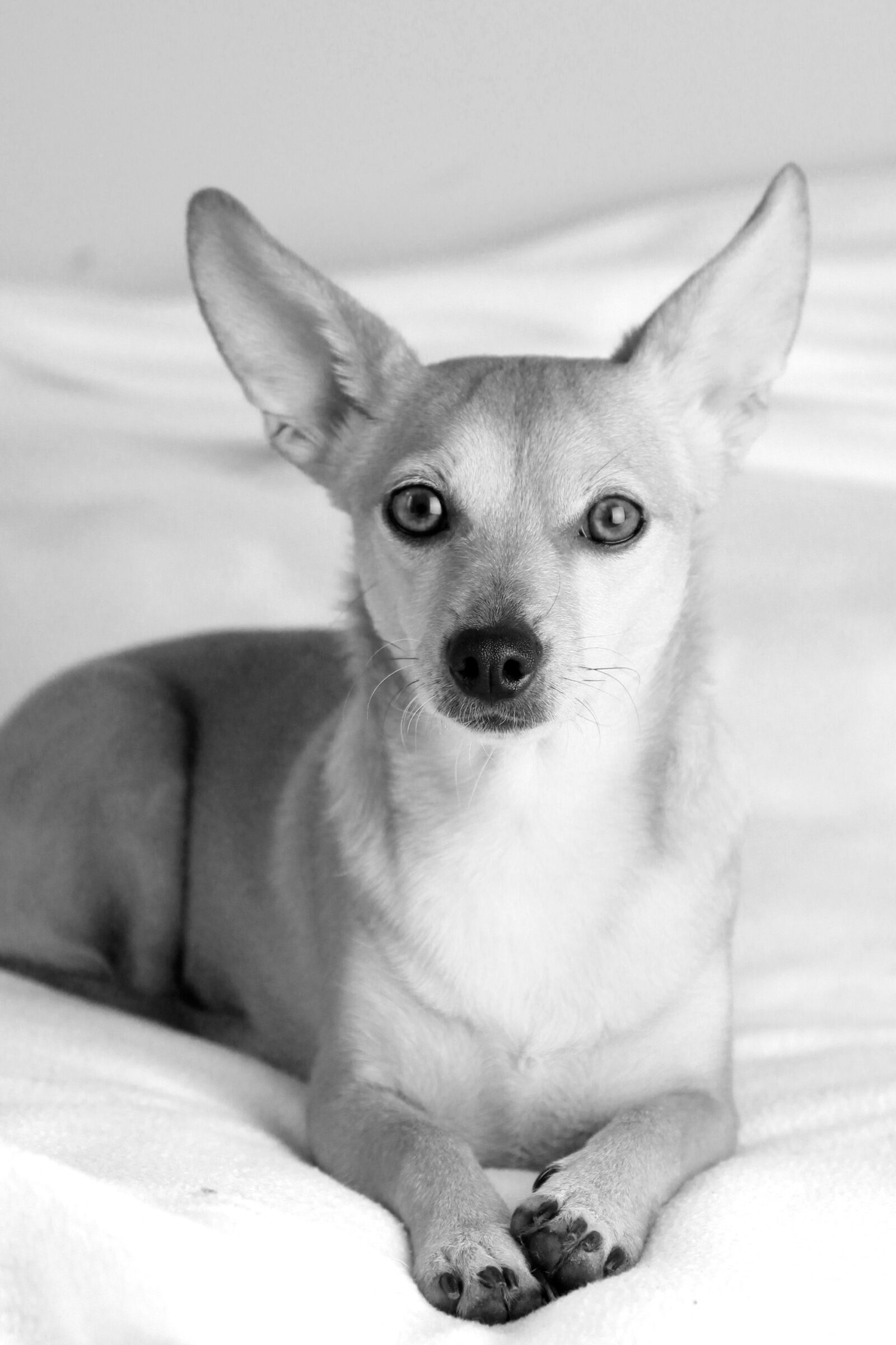 Canon EOS 60D sample photo. Eb, dog, animal photography