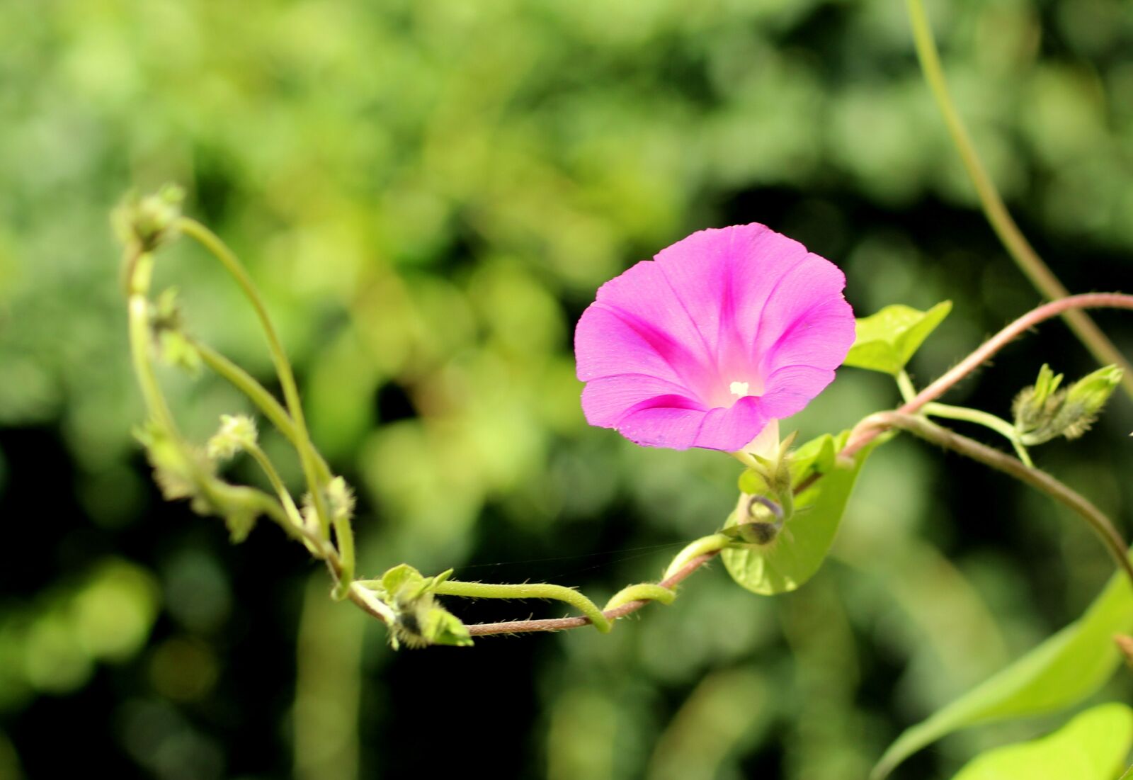 Canon EOS 1200D (EOS Rebel T5 / EOS Kiss X70 / EOS Hi) sample photo. Bindweed, flower, pink photography