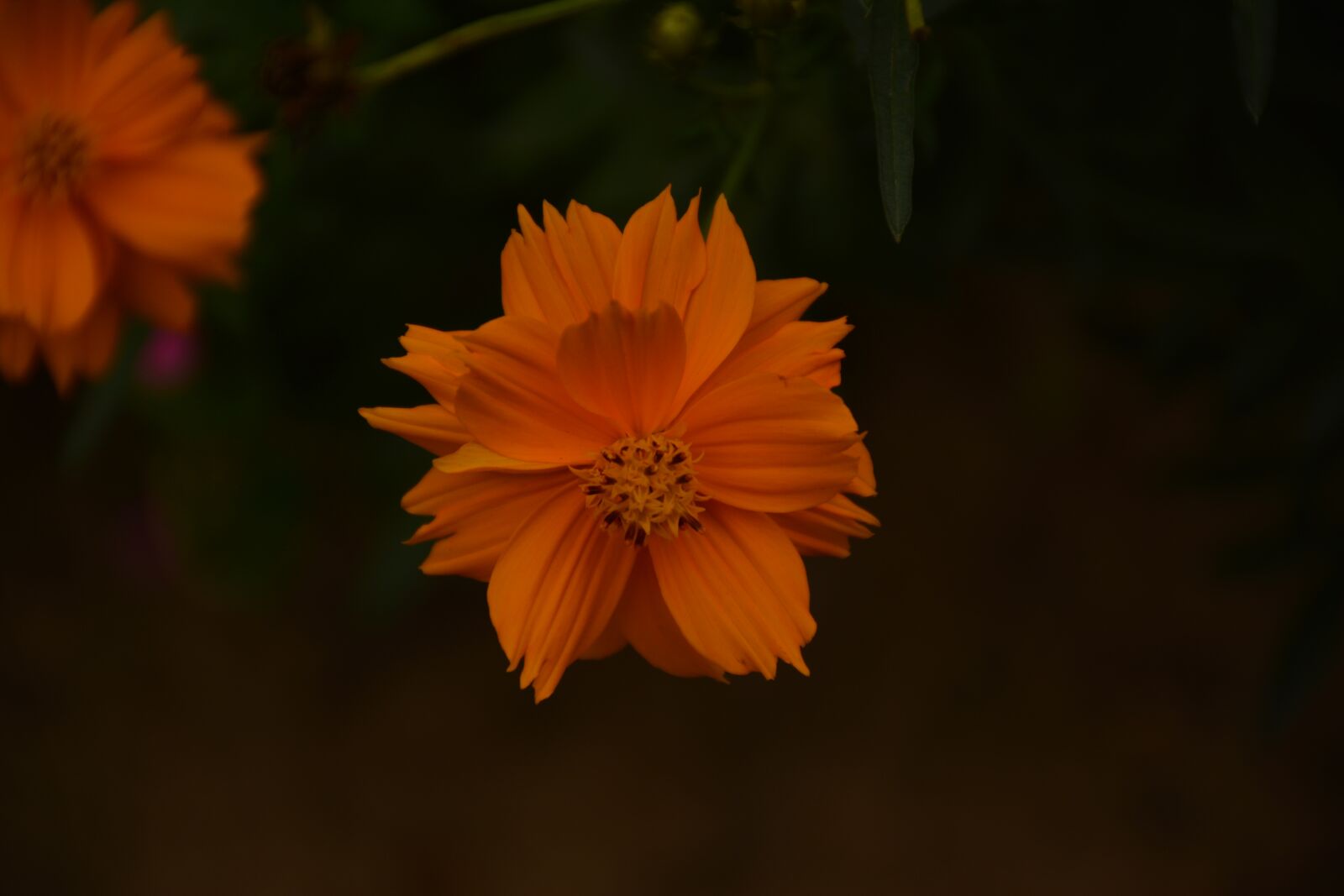 Nikon D5200 sample photo. Nature, flower, bloosm photography