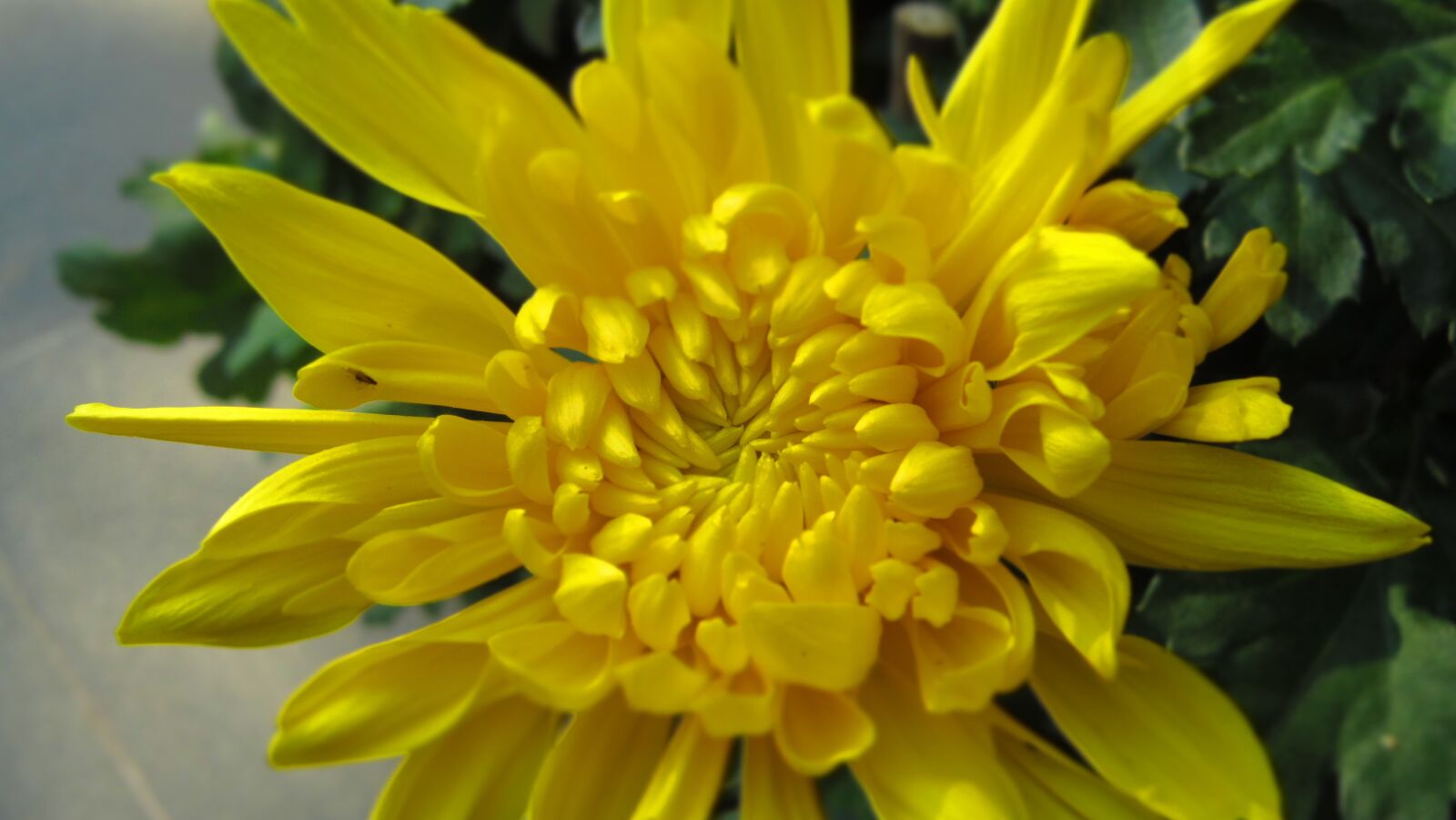 Canon PowerShot SD3500 IS (IXUS 210 / IXY 10S) sample photo. Chrysanthemum, flower, green leaf photography
