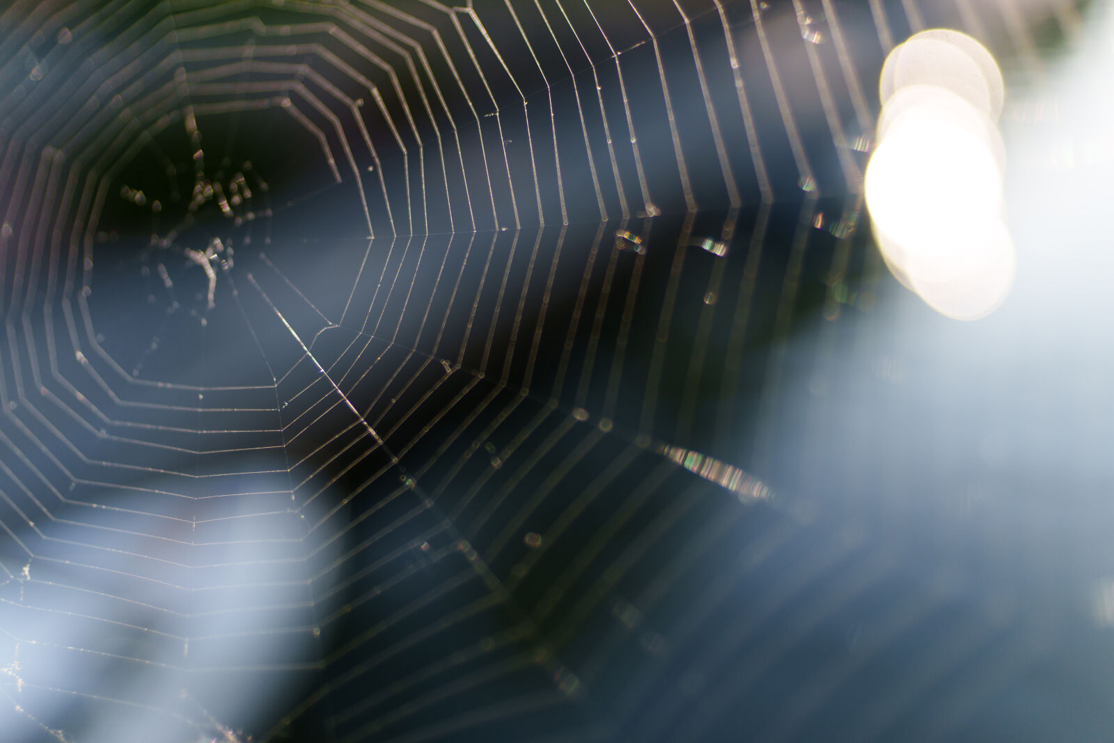 Sony a7R V sample photo. Spiderweb morning photography