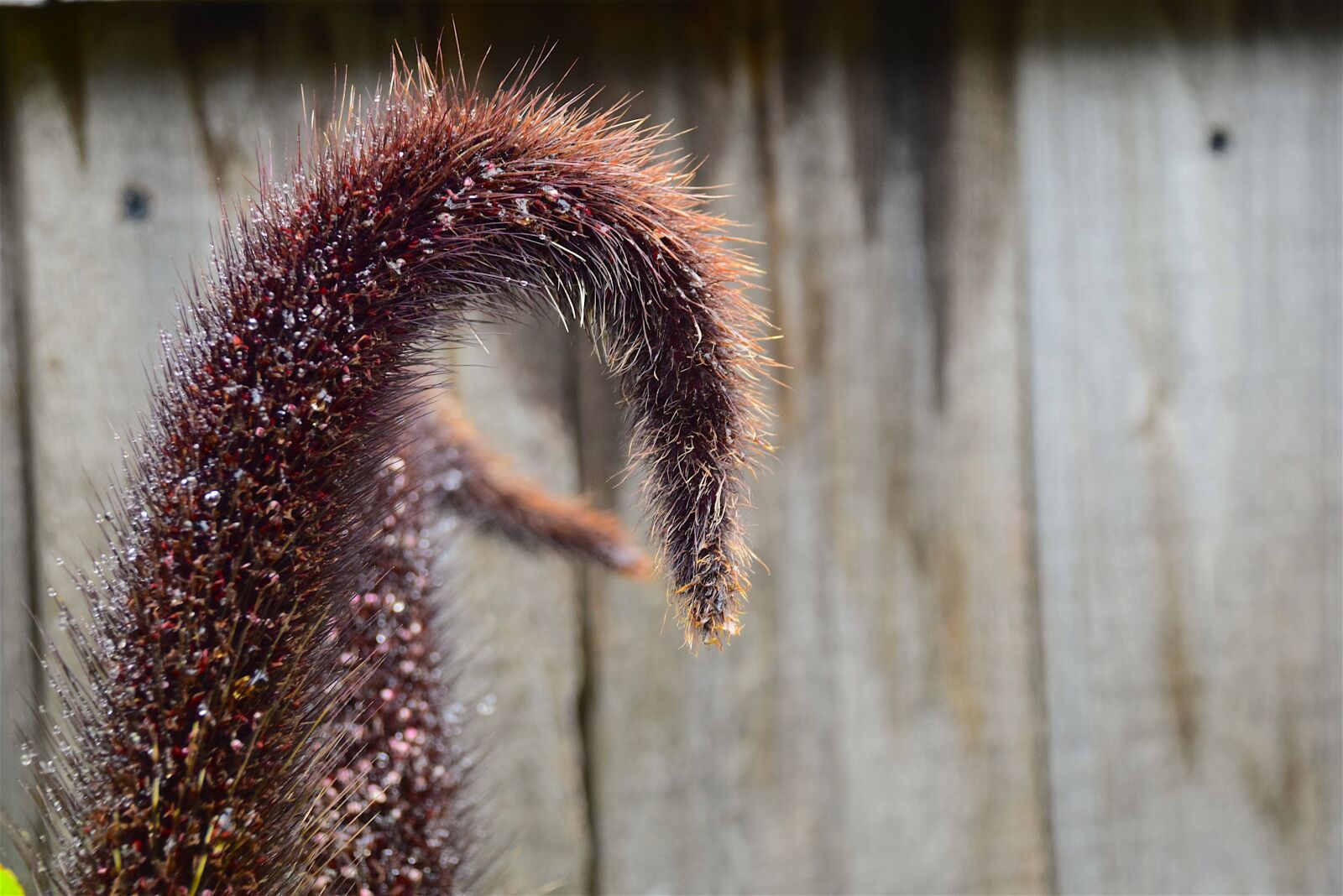 Nikon D3300 sample photo. Autumn, poaceae pennisetum setaceum photography