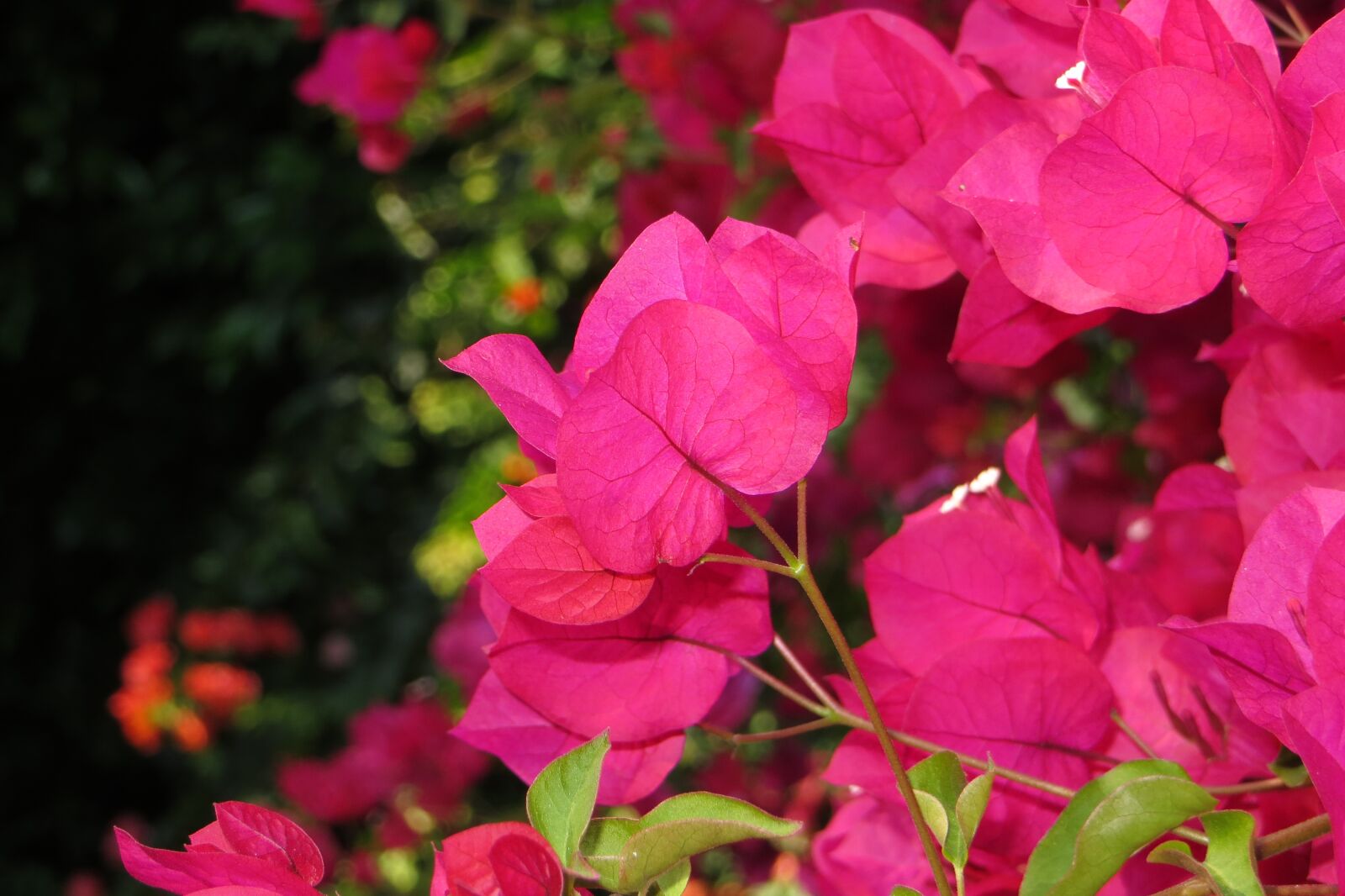 Canon PowerShot SX260 HS sample photo. Pink, plant, flower photography